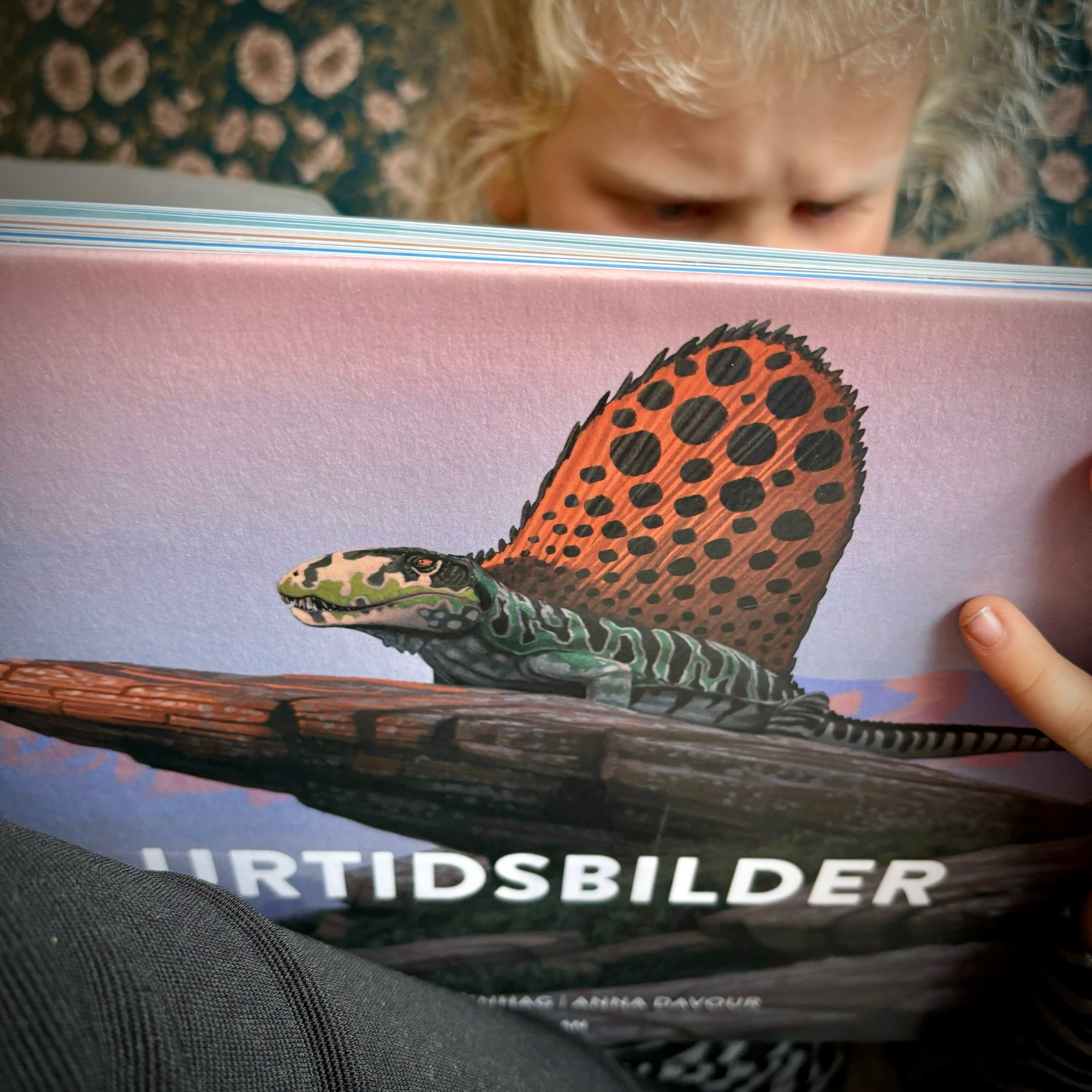 Ett barn koncentrerar sig för att läsa en bok om dinosaurier