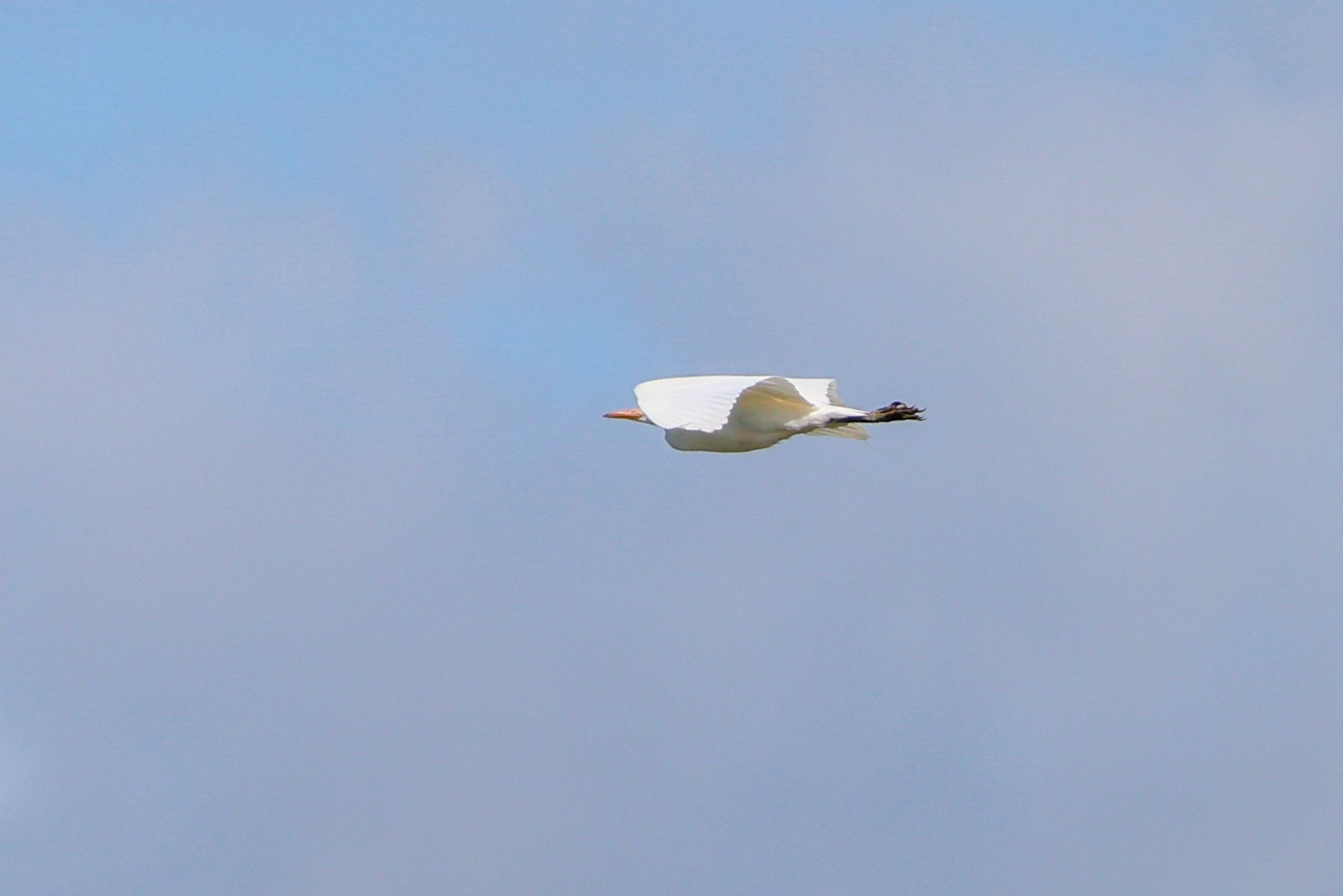 Cattle egret