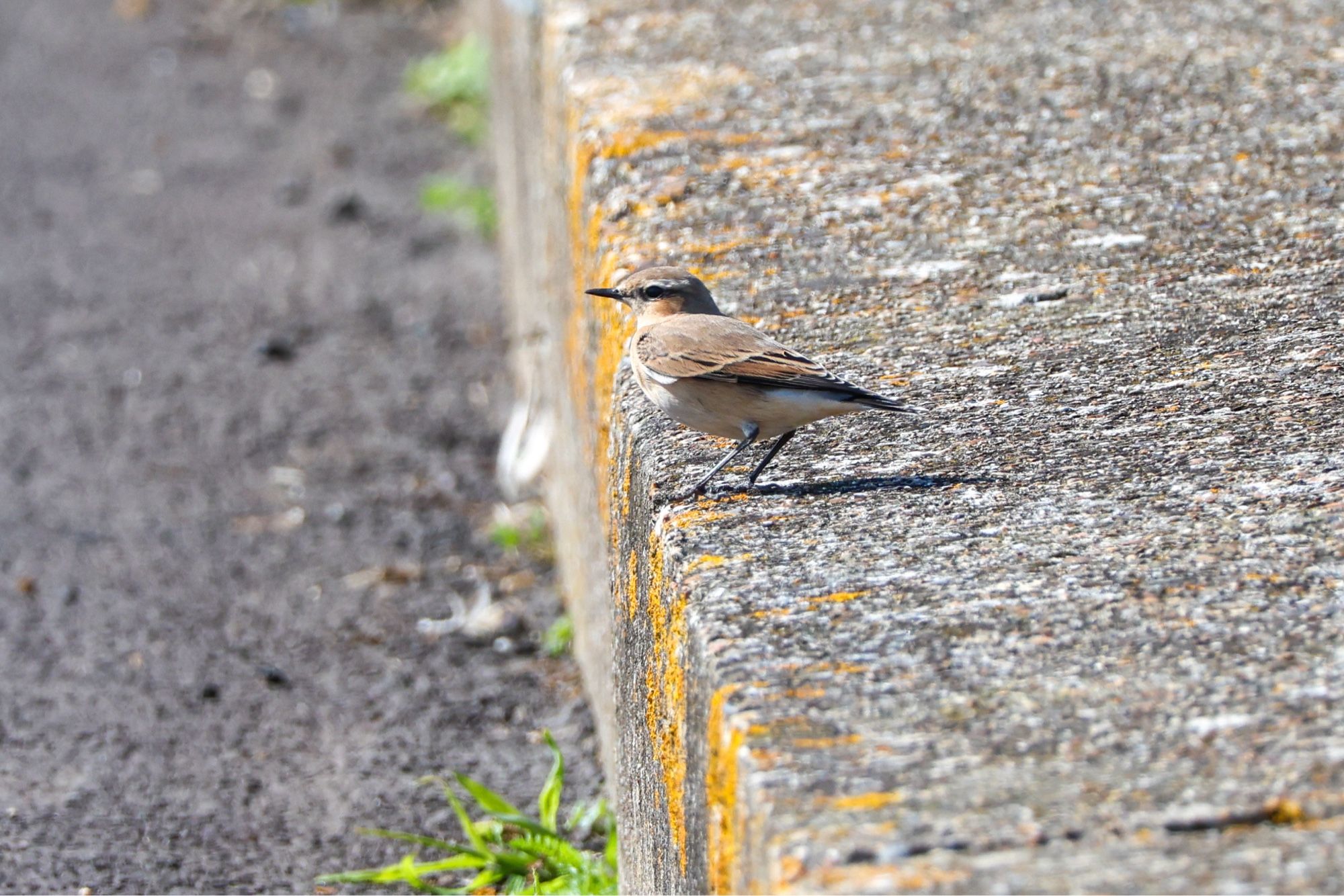 Wheatear