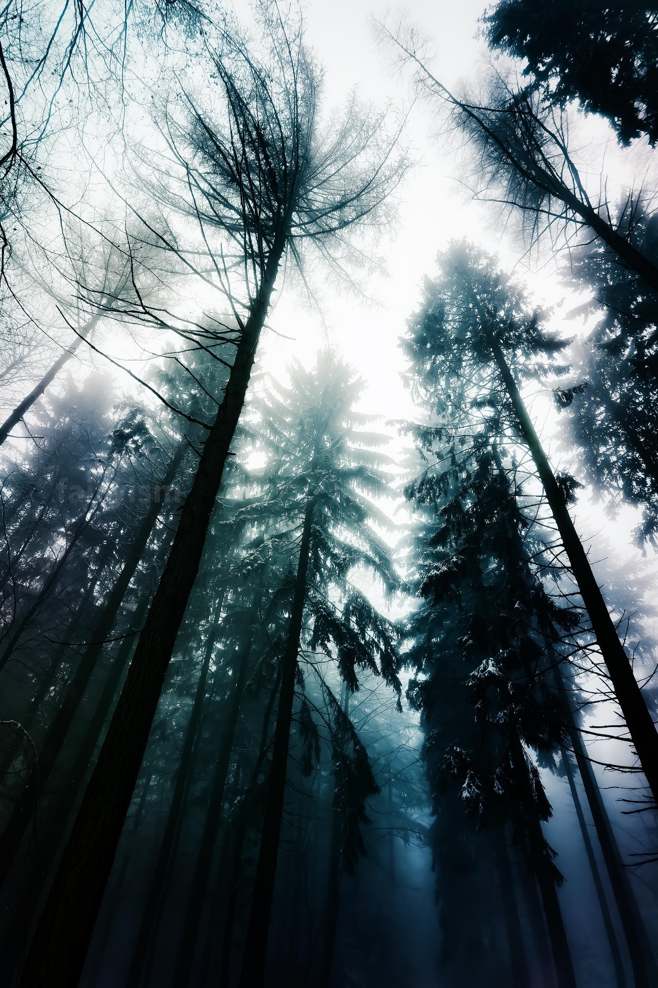 Vertical photo of the black silhouettes of trees on a foggy winter day.