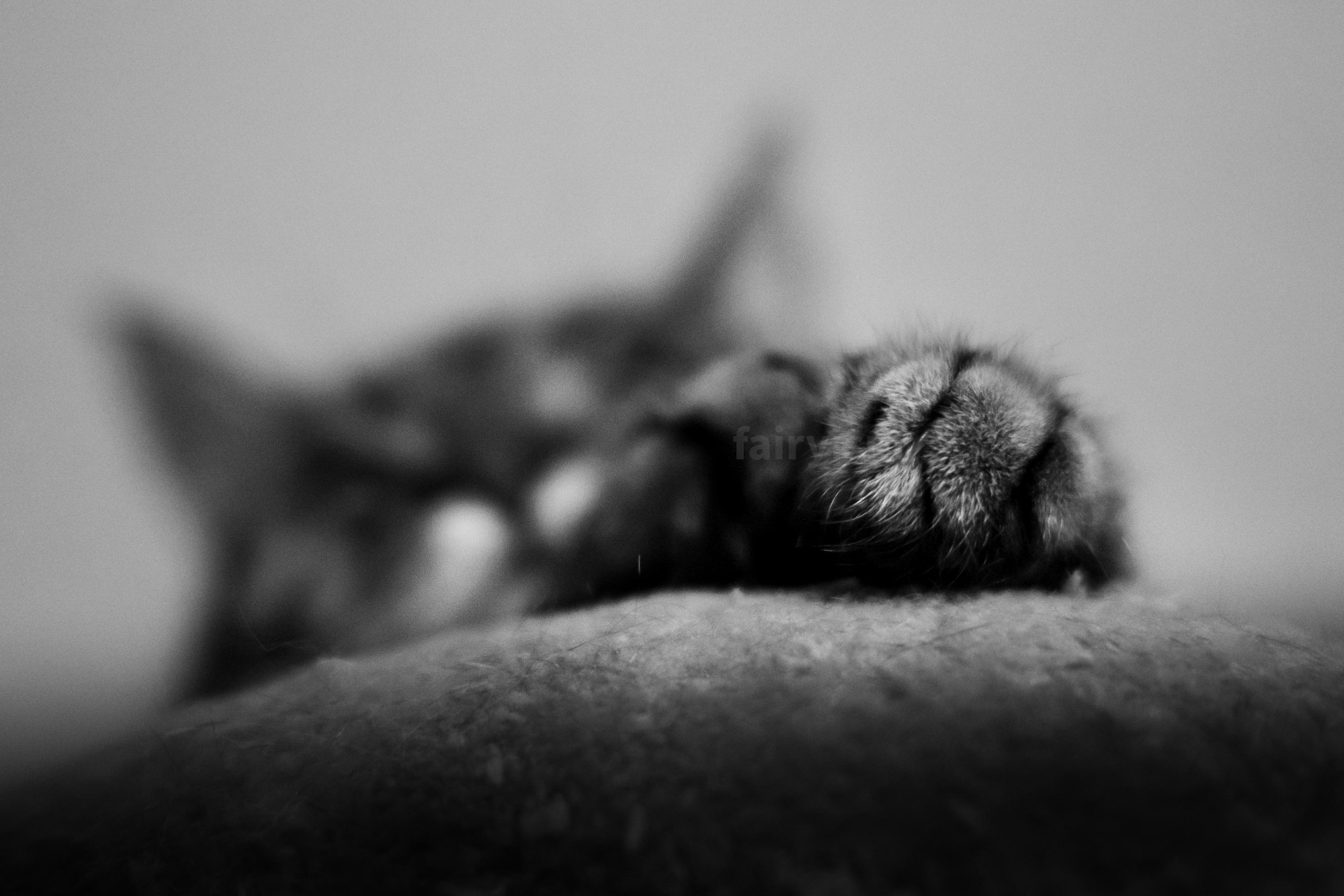 Black and white close up capture of a tabby cats paw, with their head and ears blurry in the background.