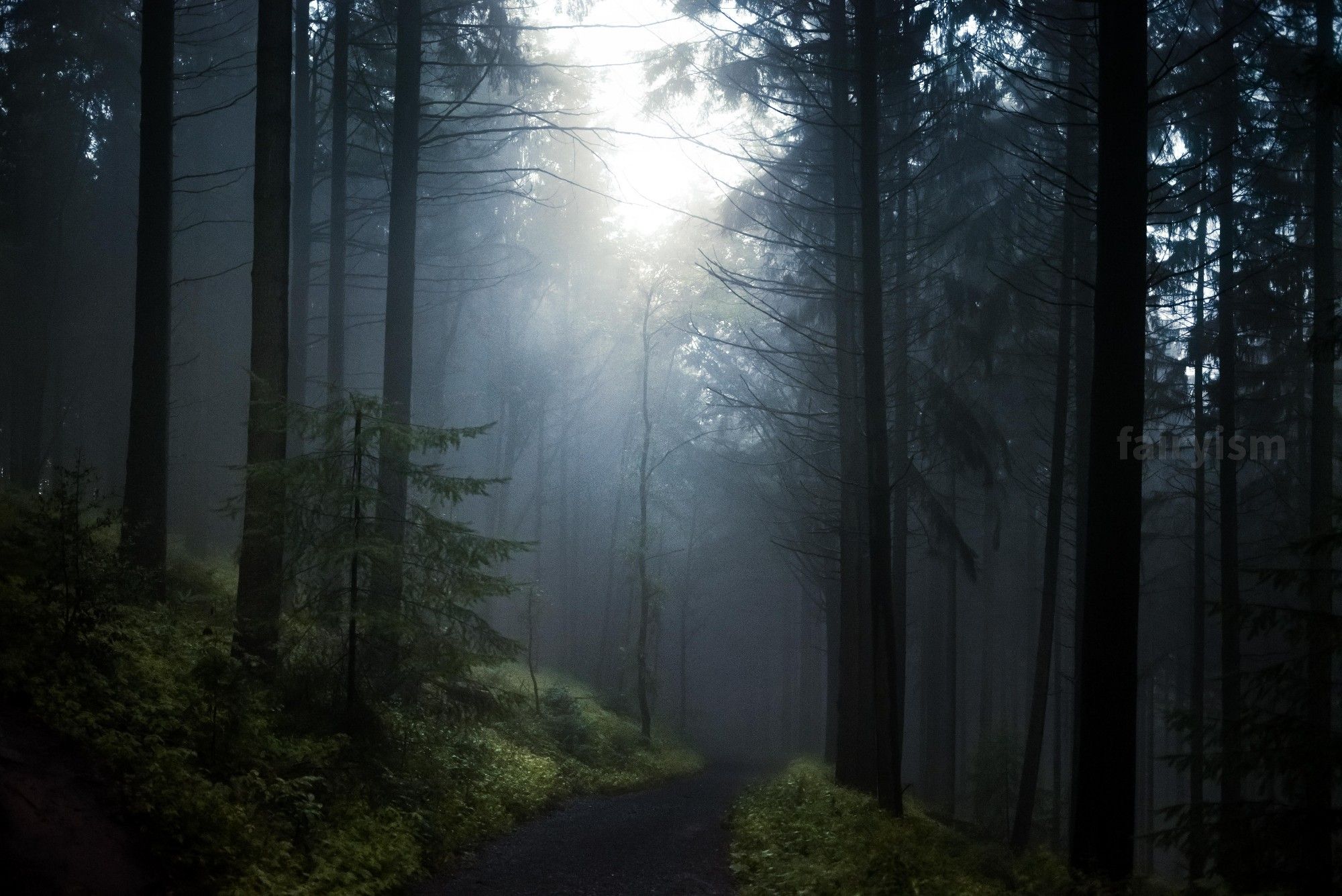 Dark and moody photograph of a path in the forest, leading into the foggy unknown. The left and right side of the path are covered in green grasses and moss.