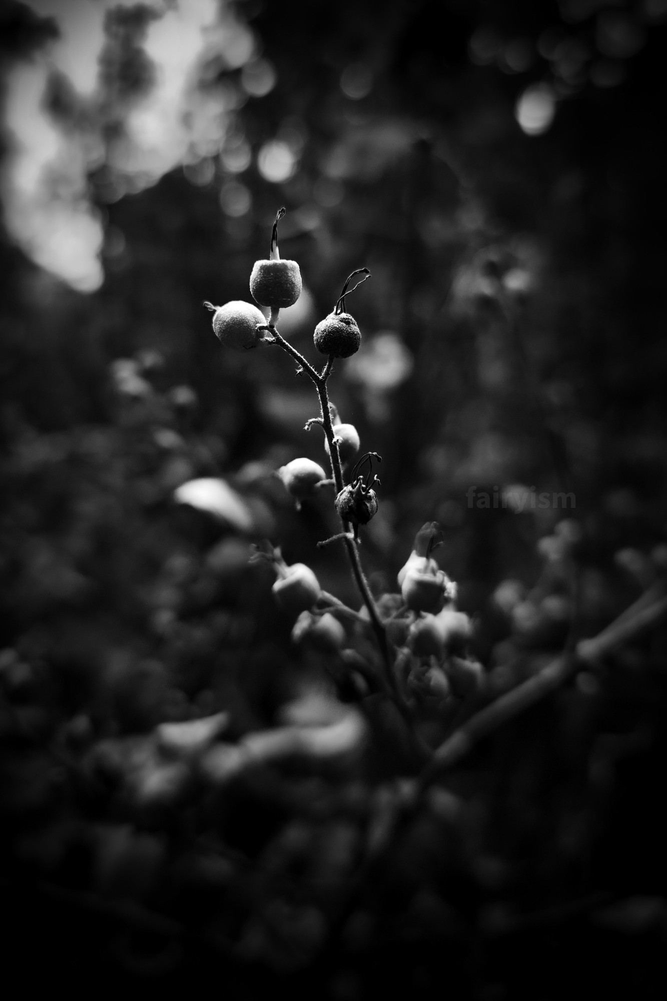 Berries, whose name I unfortunately don't know, captured in black and white.