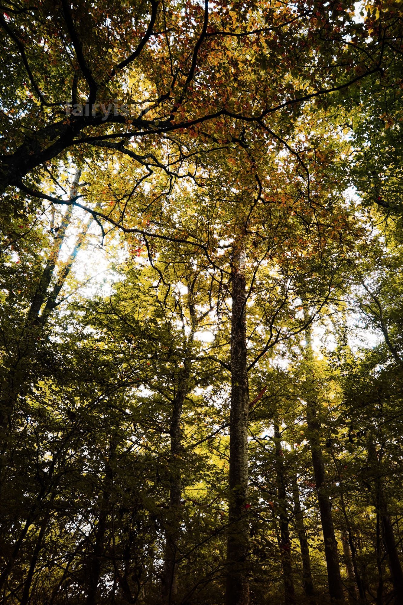 Vertical capture of a forest scene during early autumn. In focus are several trees, and their green, yellow, orange leaves.