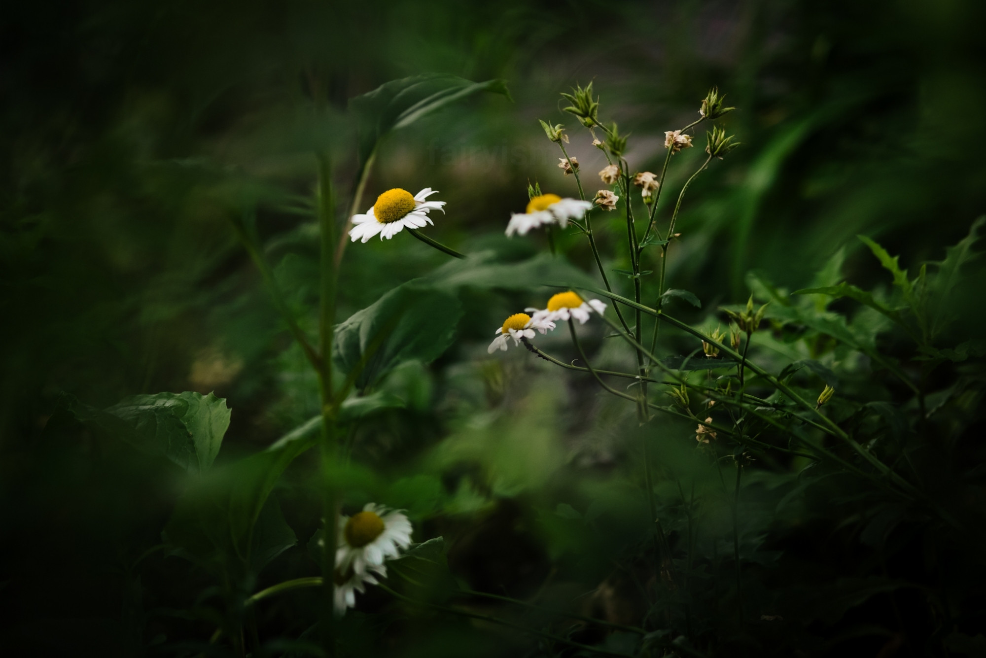 Photograph of what must be several blossoming flowers of chamomile, captured in a green field. Only one blossom is in focus, while the rest of them are more blurry. There are leaves and grass in the background, and everywhere surrounding the flowers. 