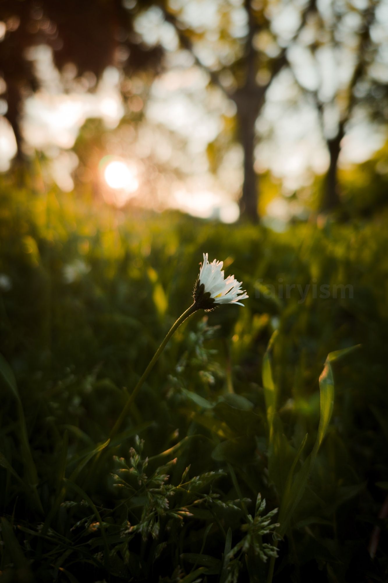 Vertical photograph of one single daisy, captured in a green field, with the sun and trees in the background.