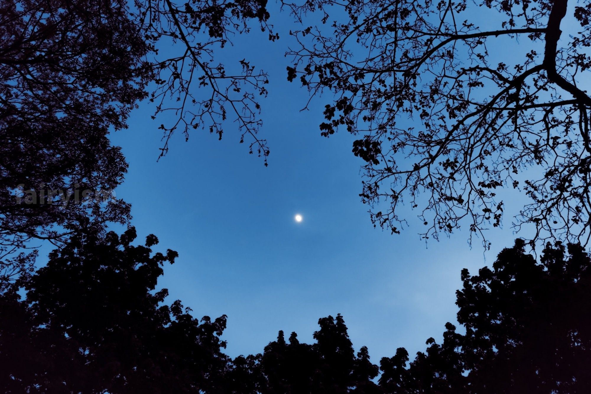 Wide angle capture of the moon during blue hour, framed by the silhouettes of a couple of different trees.