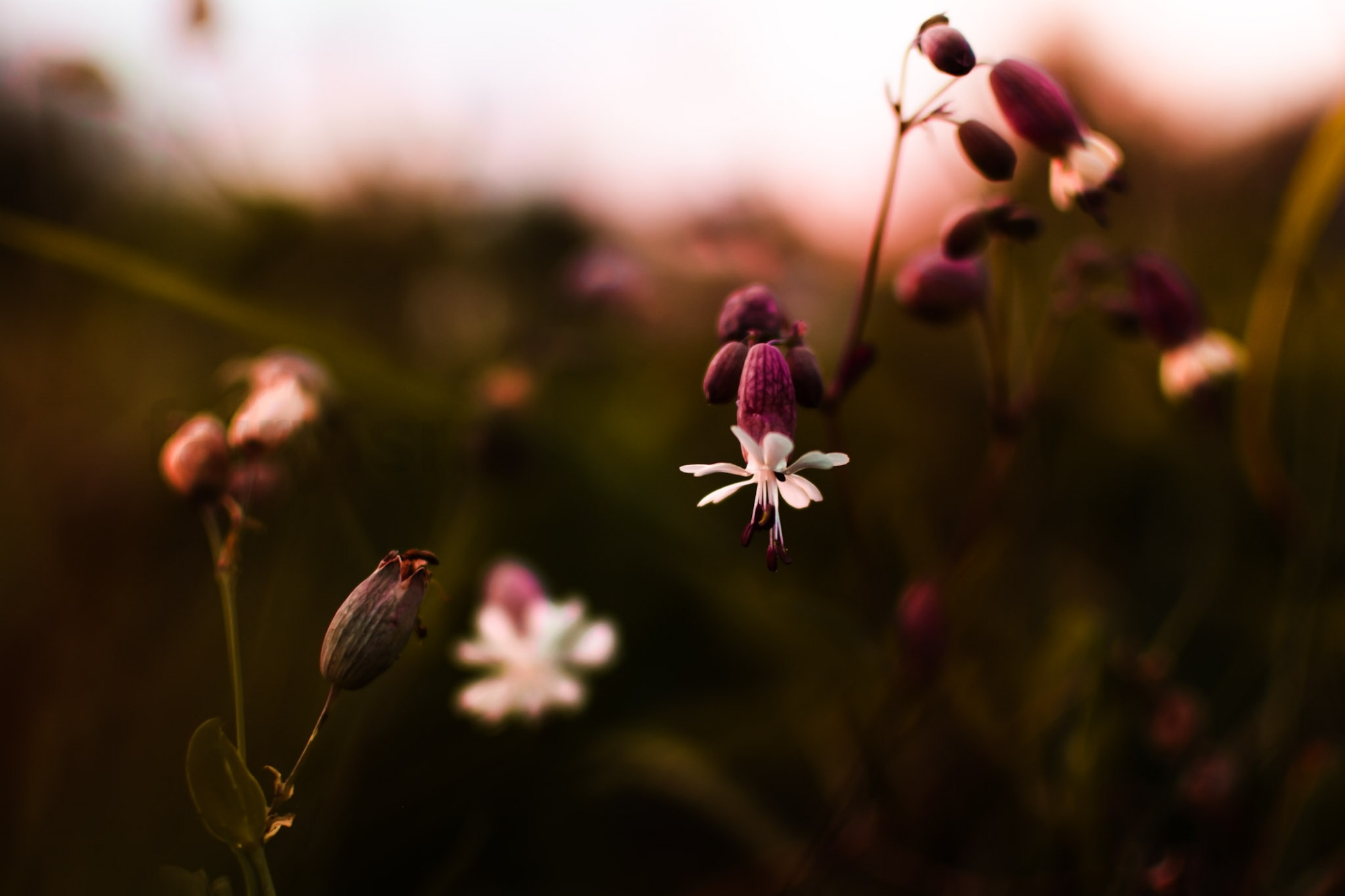 Photograph of blossoming hollow larkspur, captured in a meadows. Their buds are purple / magenta, and the photo is fairly warm toned.