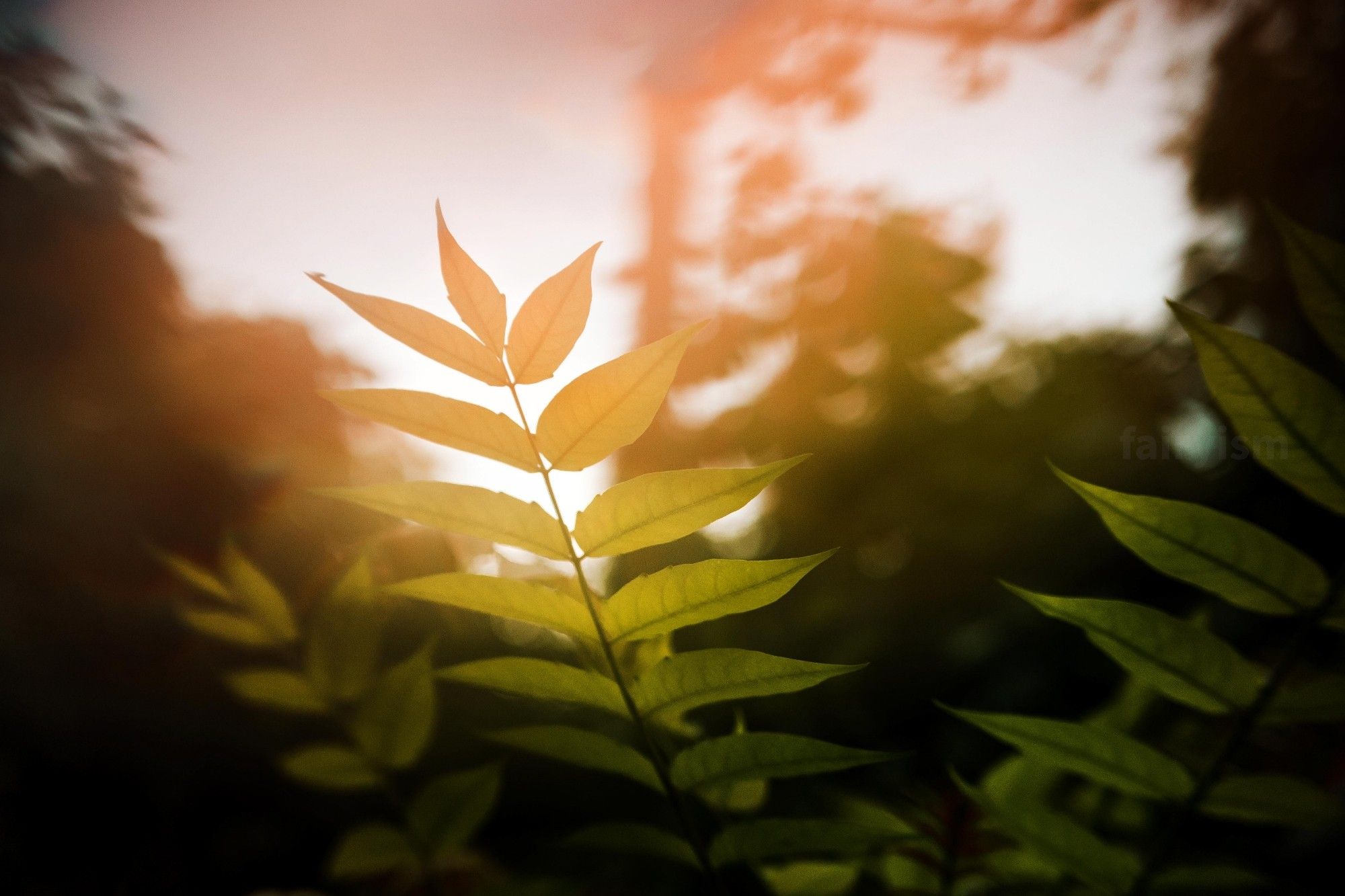 Photograph of three strands of a plant,  which name I don't know, covered with green leaves on both sides. In the upper half of the photo, is a sheen of yellow and orange light, which gives it a warm toning.