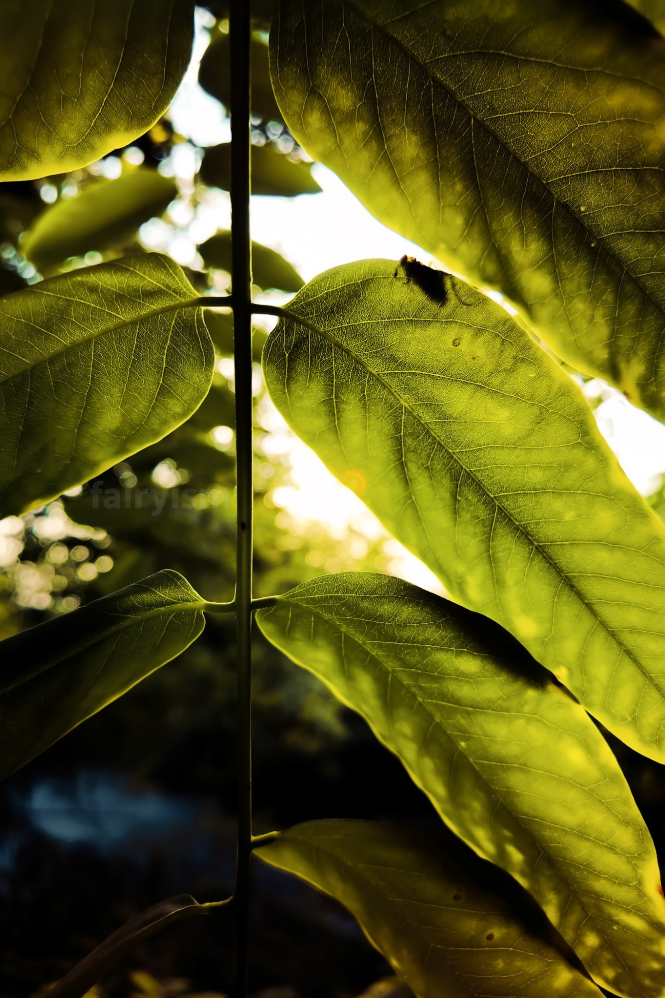 Vertical capture of one strand of leaves from a tree or bush whose name I sadly can't figure out. In focus are the veins and details of one particular leaf. Behind this said lead, is the silhouette of a little bug peeking through.