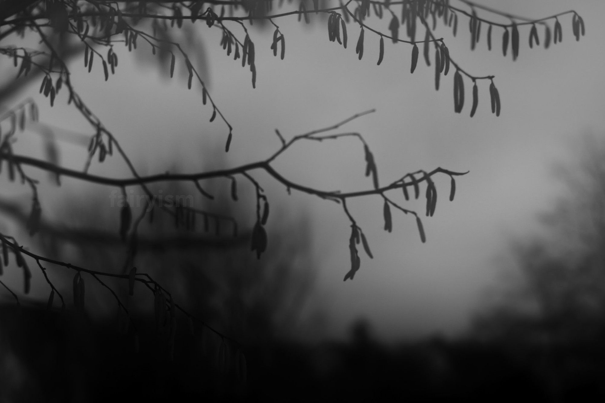 Black and white photograph of small branches with little buds at their top. There are several small branches overlapping each other.