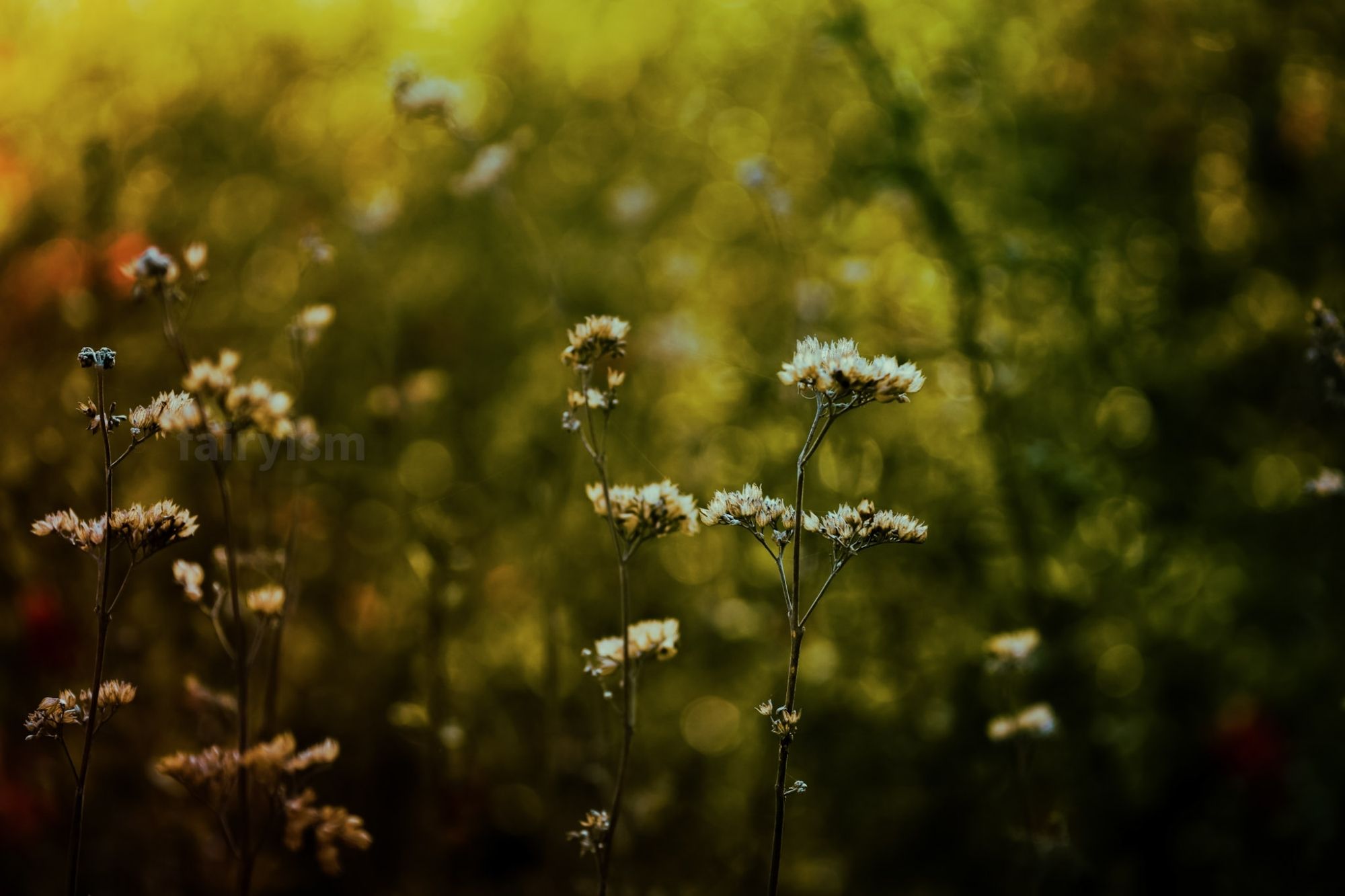 Photograph of what must be perennials, captured on a green meadow. The toning of the photo is very warm, with some yellow mixed to the green. The background is blurry.