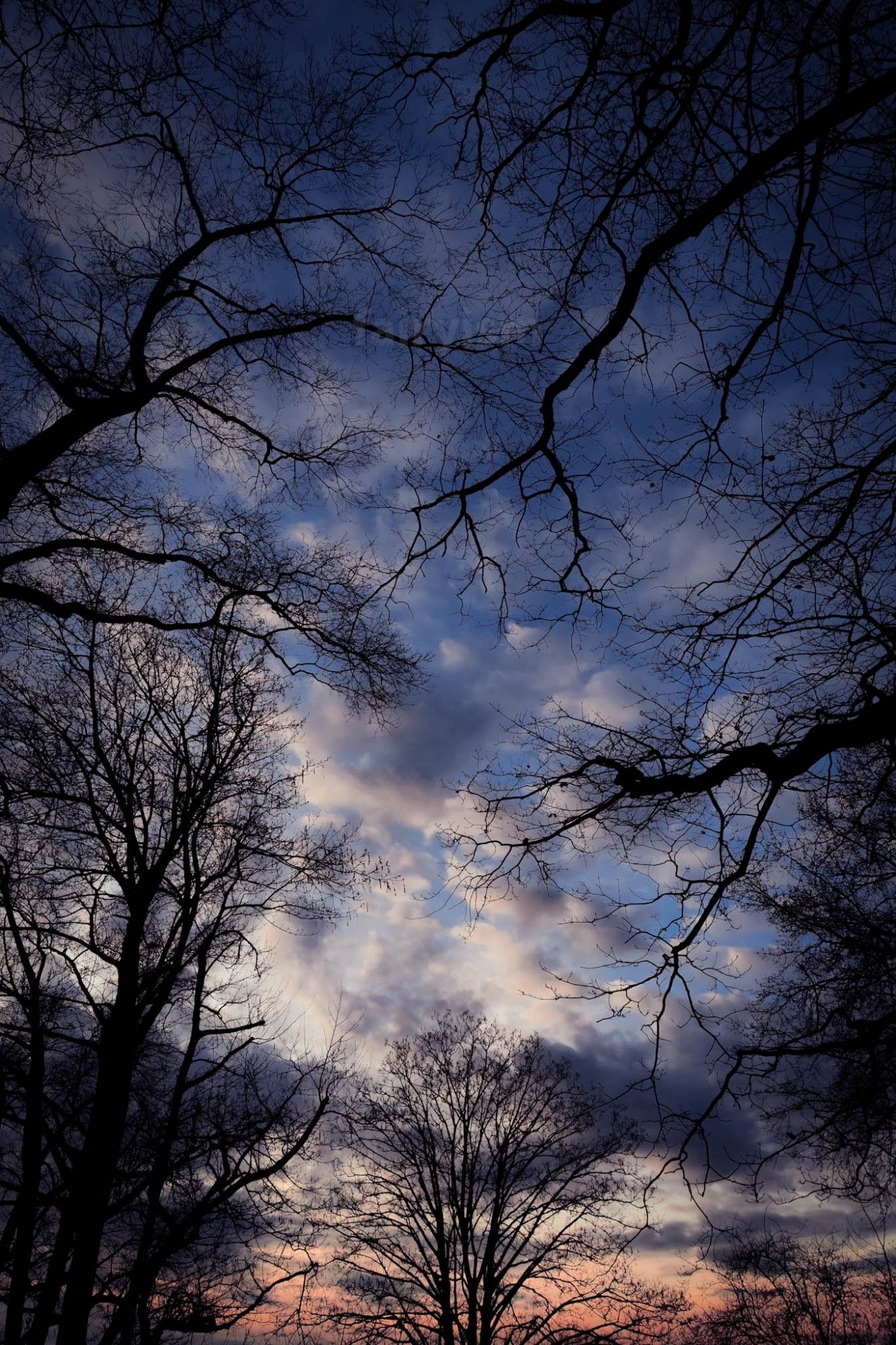 Vertical capture of the sky with clouds during sunset time. The sky is framed by many bare trees and their branches are looming into the photo.