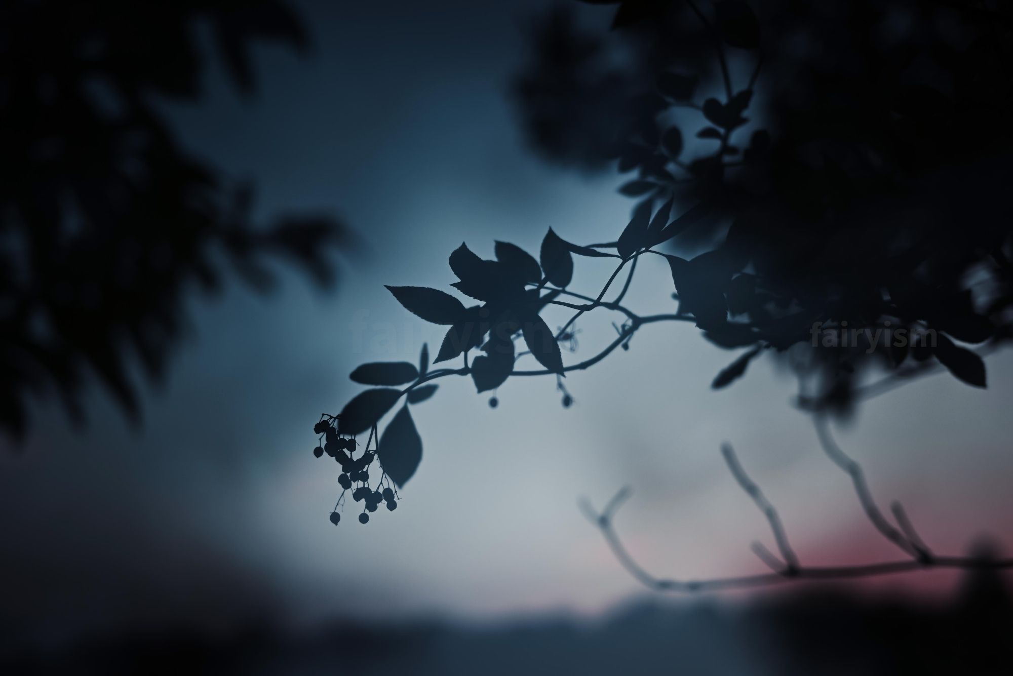 Photograph of the silhouette of one little branch of a tree, covered with leaves, and berries at its top. Unfortunately I don't know the tree's exact name. In the background are more silhouettes of trees.