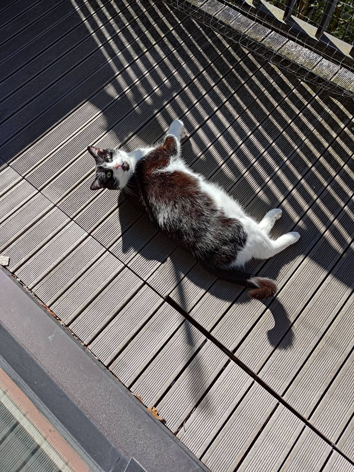 Raccoon le chat qui profite du soleil