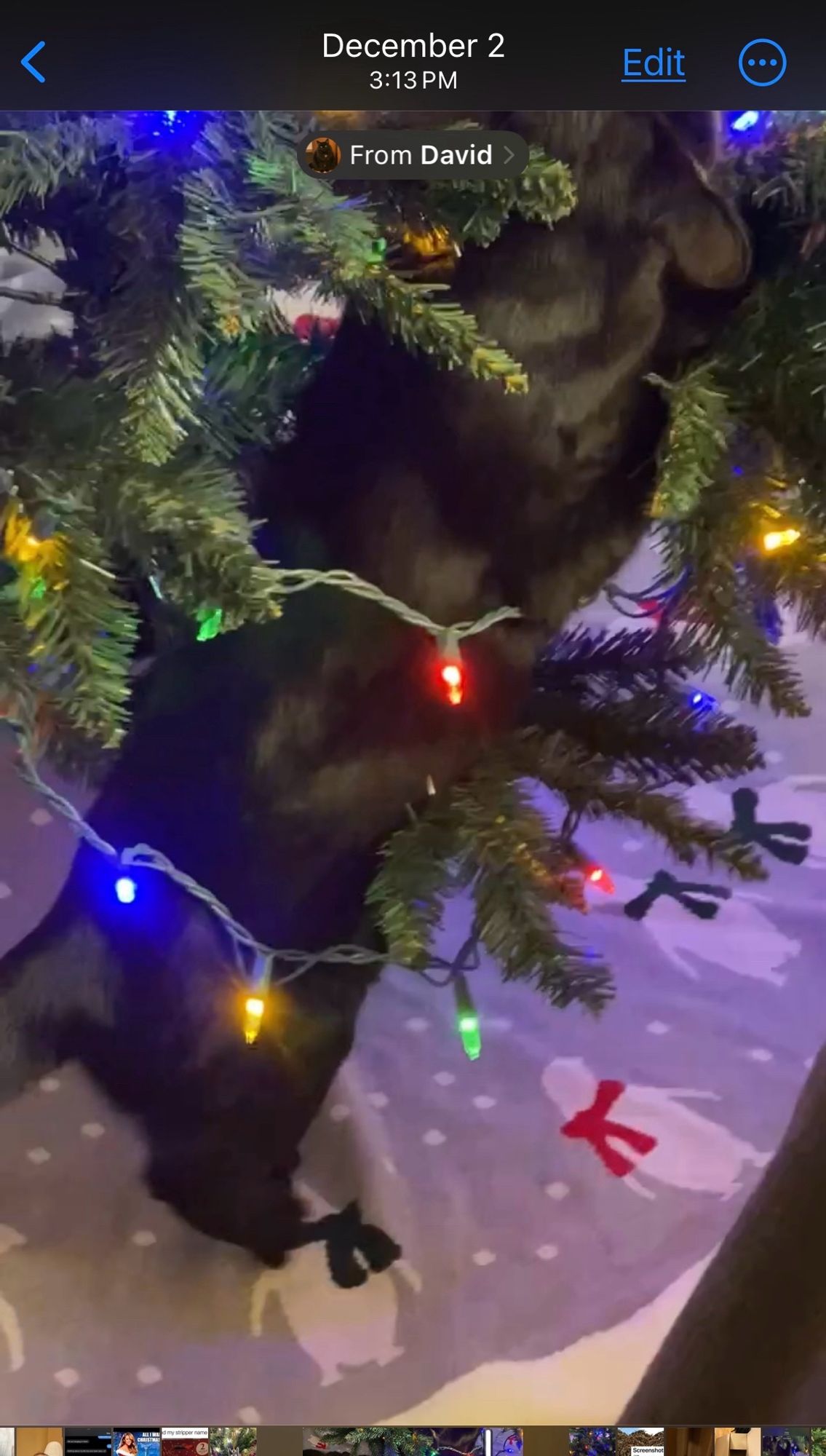 Black cat in a Christmas tree after catnip