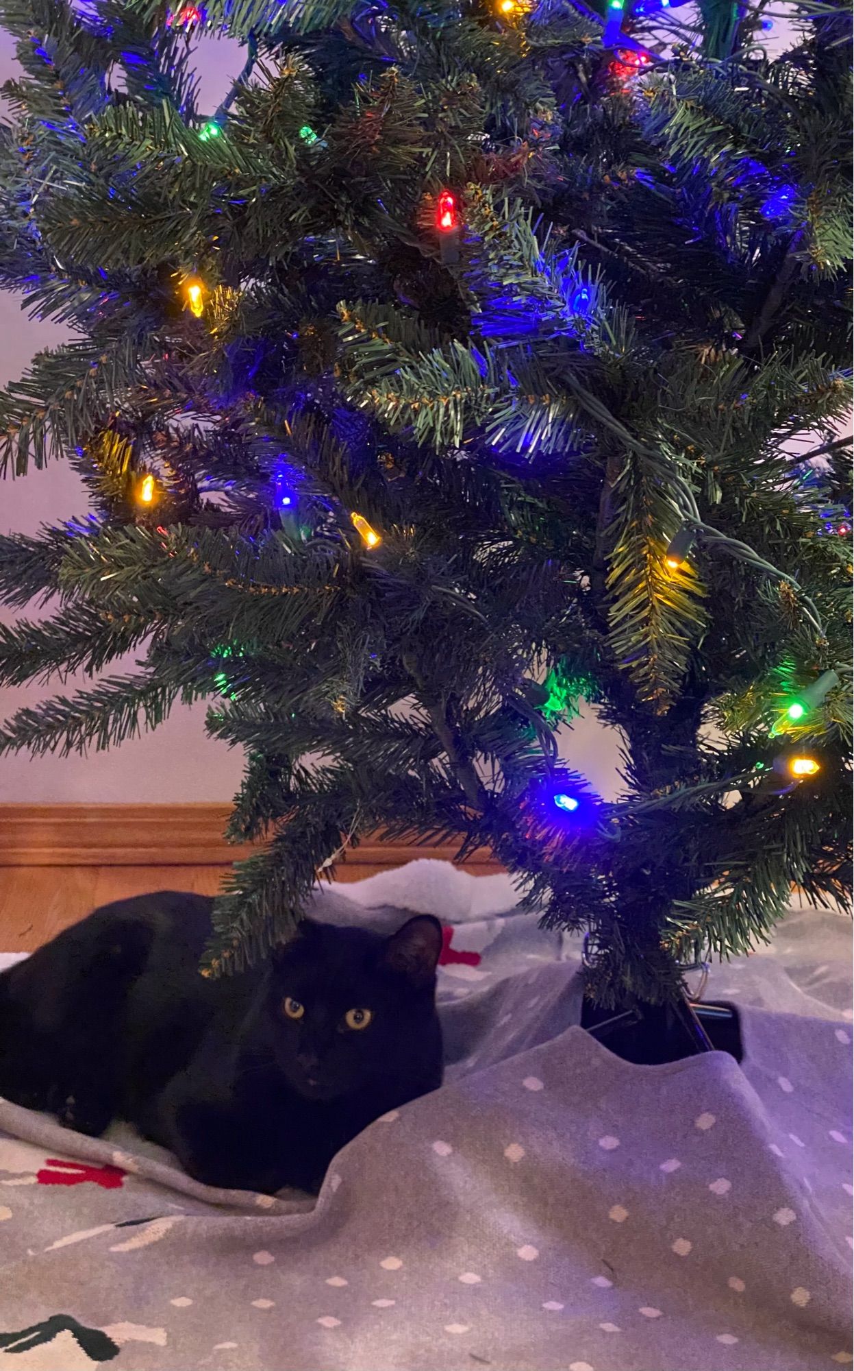 Black cat under a Christmas tree before catnip