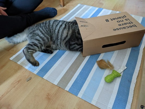 cat playing with a box from a christmas gift, boxing day!