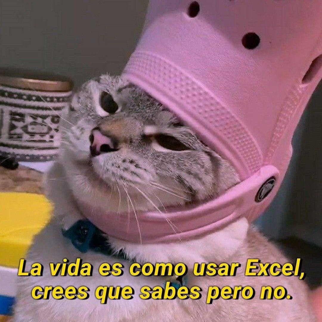 La vida es como usar Excel, crees que sabes pero no. Imagen muestra a un michi con una croc de sombrero.