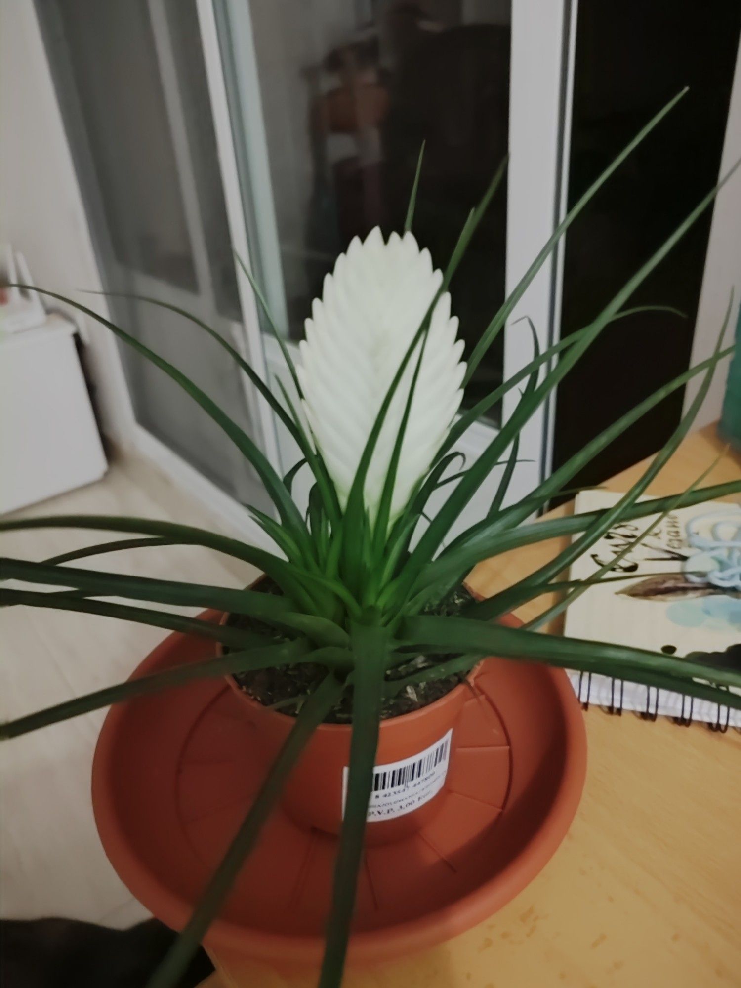 Maceta pequeña con una tillandsia, una planta de hojas largas y finas de color verde oscuro. En el centro tiene una parte blanca, de donde salen las flores