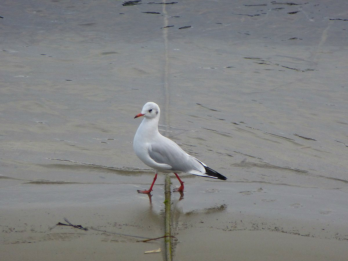 Möwe, die an der Wasserkante stolziert.