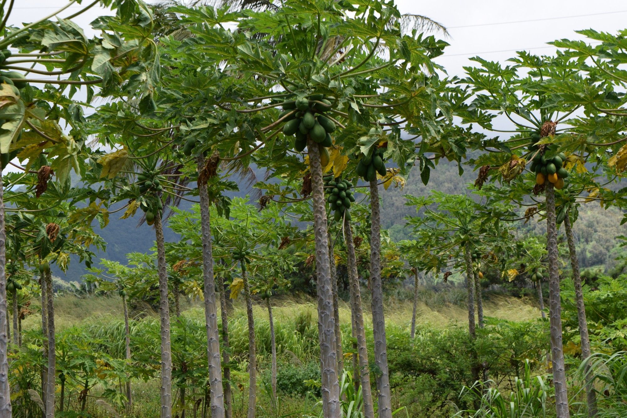 Papaya trees