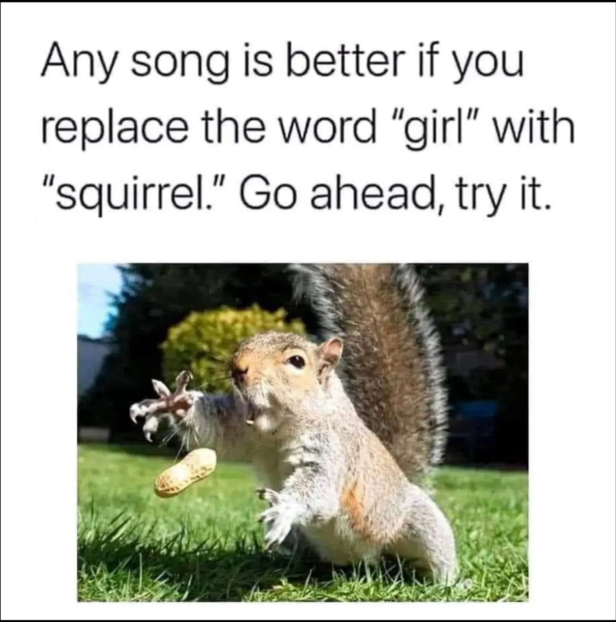 Any song is better if you replace the word “girl” with “squirrel.” Go ahead and try it.