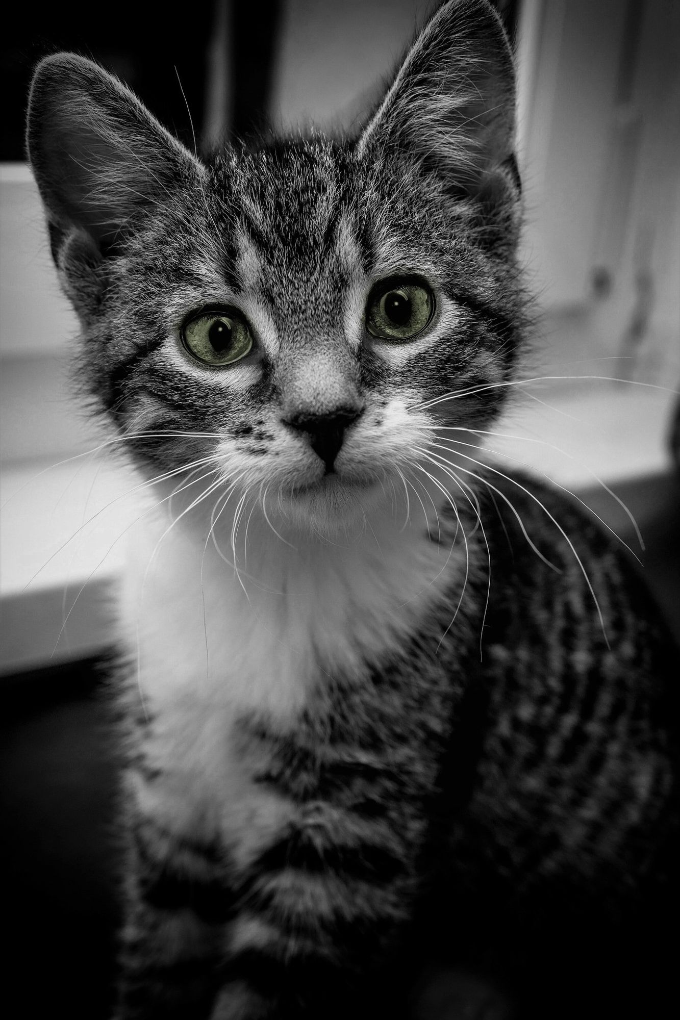 Black and white close-up of an adorable tabby kitten with striking green eyes and white whiskers, sitting near a window.

Photo by Gundula Vogel