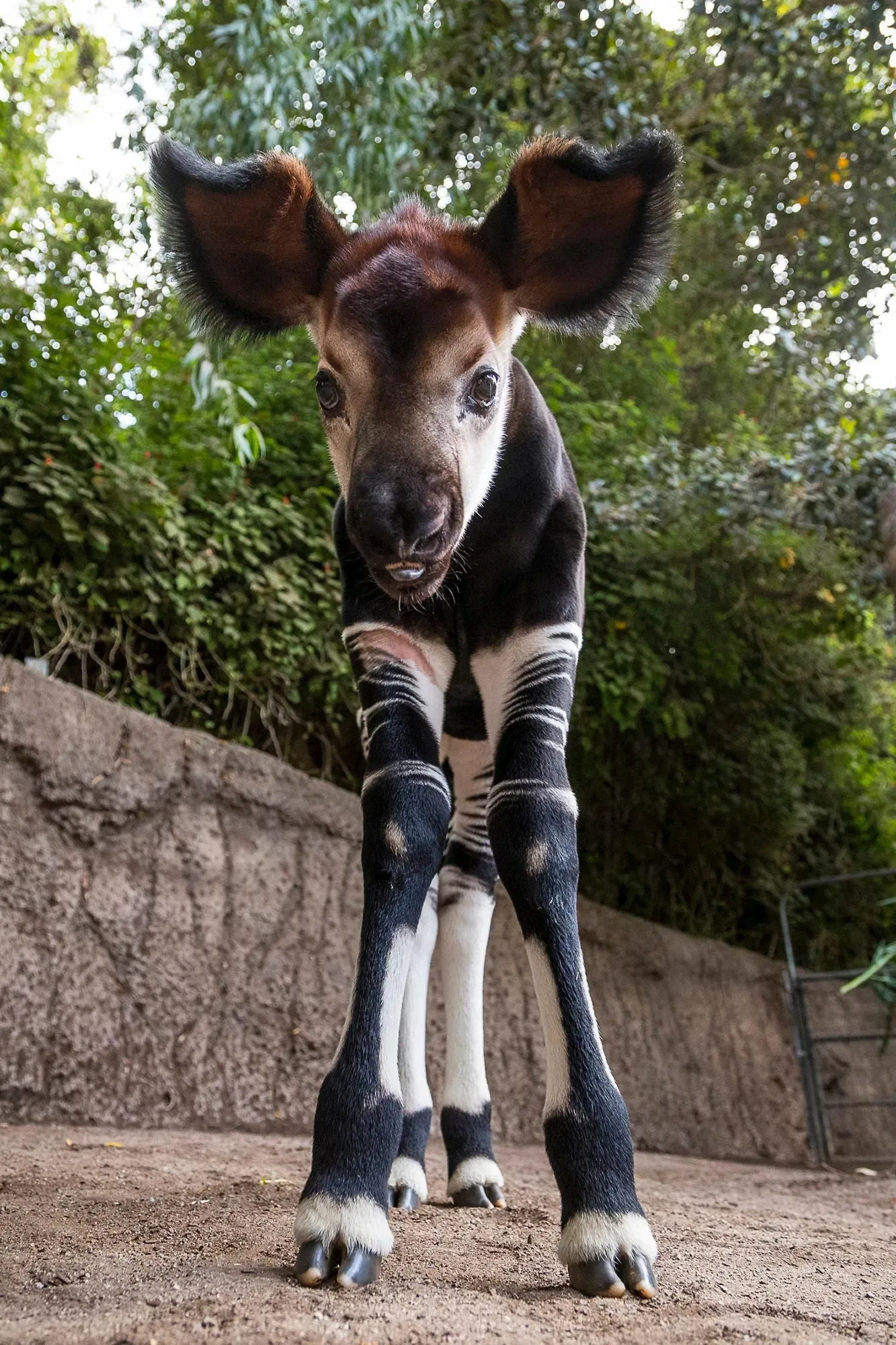 Okapi calf with distinctive striped legs standing in a lush, leafy environment. The Okapi (Okapia johnstoni), also known as the forest giraffe, Congolese giraffe and zebra giraffe, is an artiodactyl mammal that is endemic to the northeast Democratic Republic of the Congo in central Africa.

Photo by San Diego Zoo