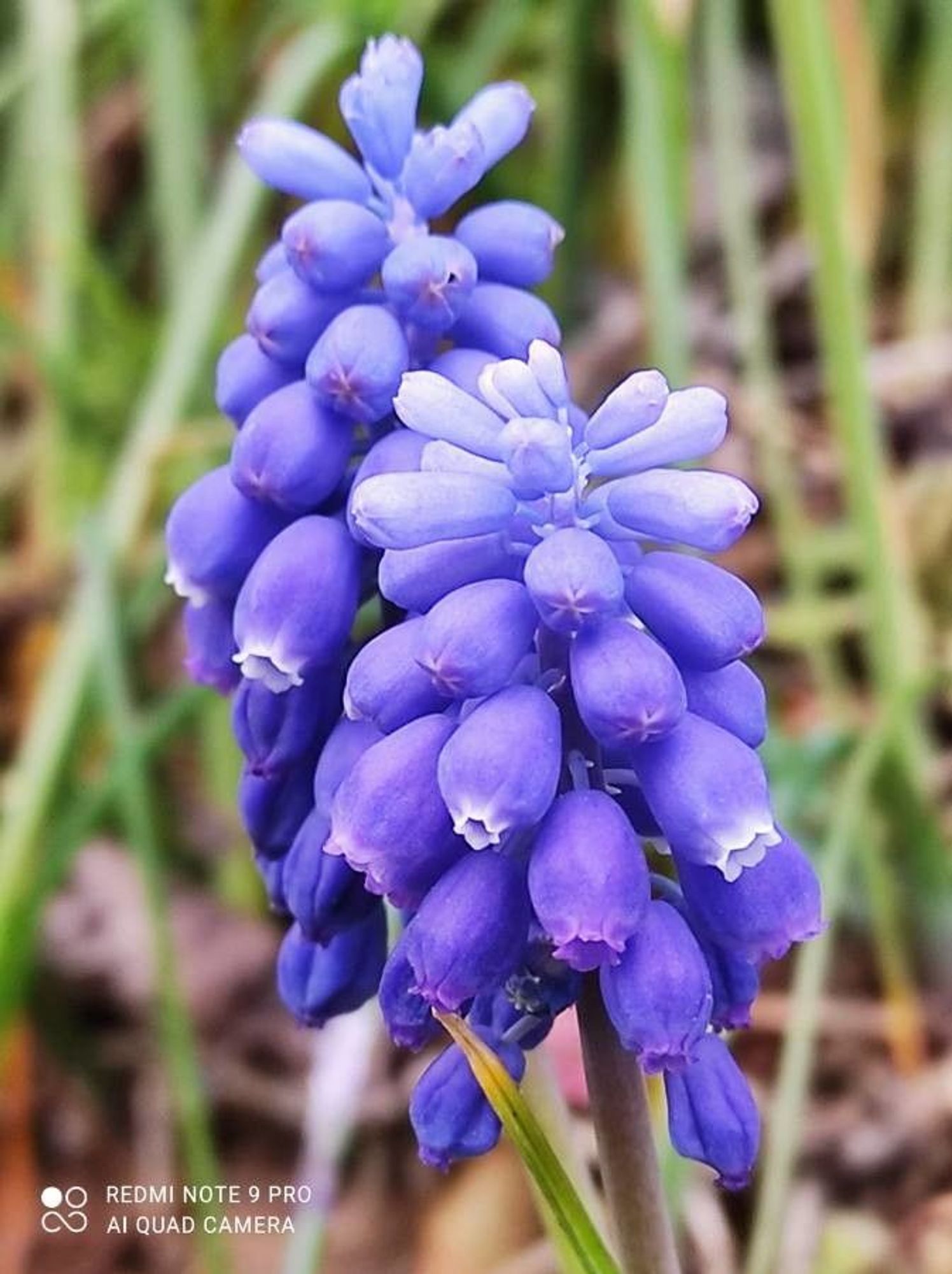 fleur - jane Jane comme image exemple pour le résultat suivant: Pl@ntNet identifie (à 40.54%) Muscari neglectum (fam Asparagaceae) com. Muscari en grappe, Muscari des vignes, Muscari négligé