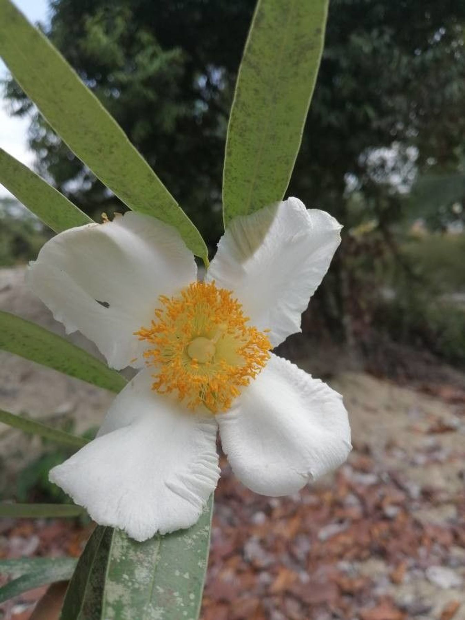 fleur - Harris Tamilka comme image exemple pour le résultat suivant: Pl@ntNet identifie (à 85.33%) Mesua ferrea (fam Calophyllaceae) com. Bois d'anis, Bois de fer, Arbre de fer d'Annam