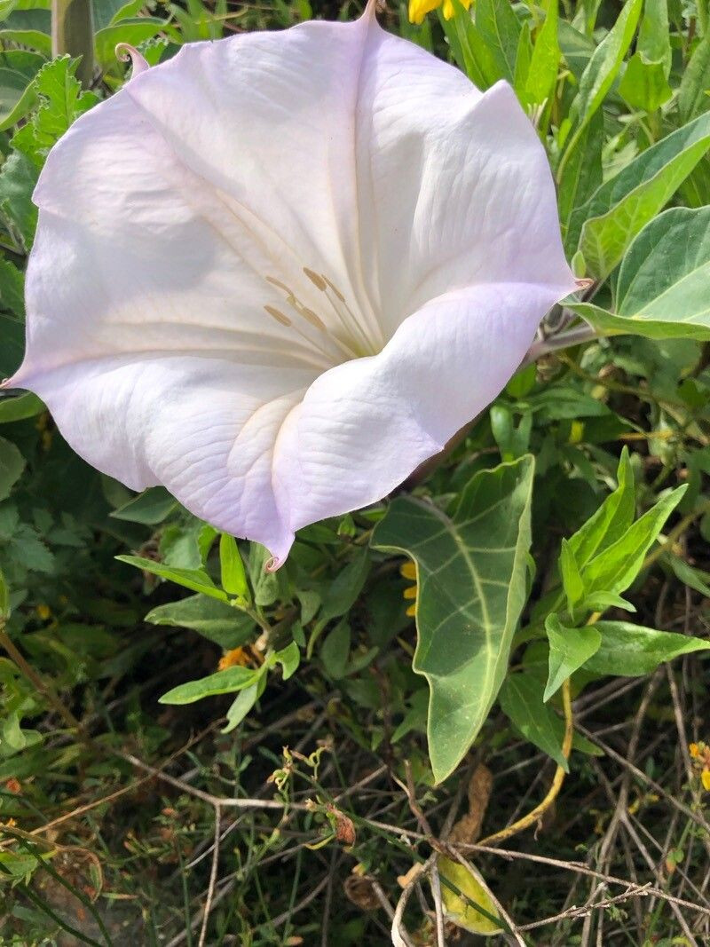 fleur - immortalcoil.dna comme image exemple pour le résultat suivant: Pl@ntNet identifie (à 80.52%) Datura wrightii (fam Solanaceae) com. Trompette des Anges, Datura de Wright, Stramoine de Wright