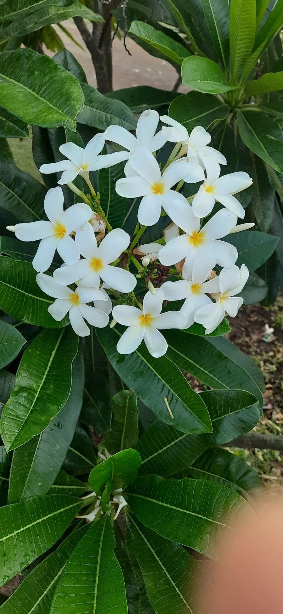 fleur - Anil Kumar comme image exemple pour le résultat suivant: Pl@ntNet identifie (à 81.76%) Plumeria obtusa (fam Apocynaceae) com. Frangipanier