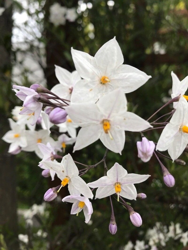 fleur - david ruffieux comme image exemple pour le résultat suivant: Pl@ntNet identifie (à 57.59%) Solanum laxum (fam Solanaceae) com. Morelle faux jasmin, Morelle lâche, Jasmin