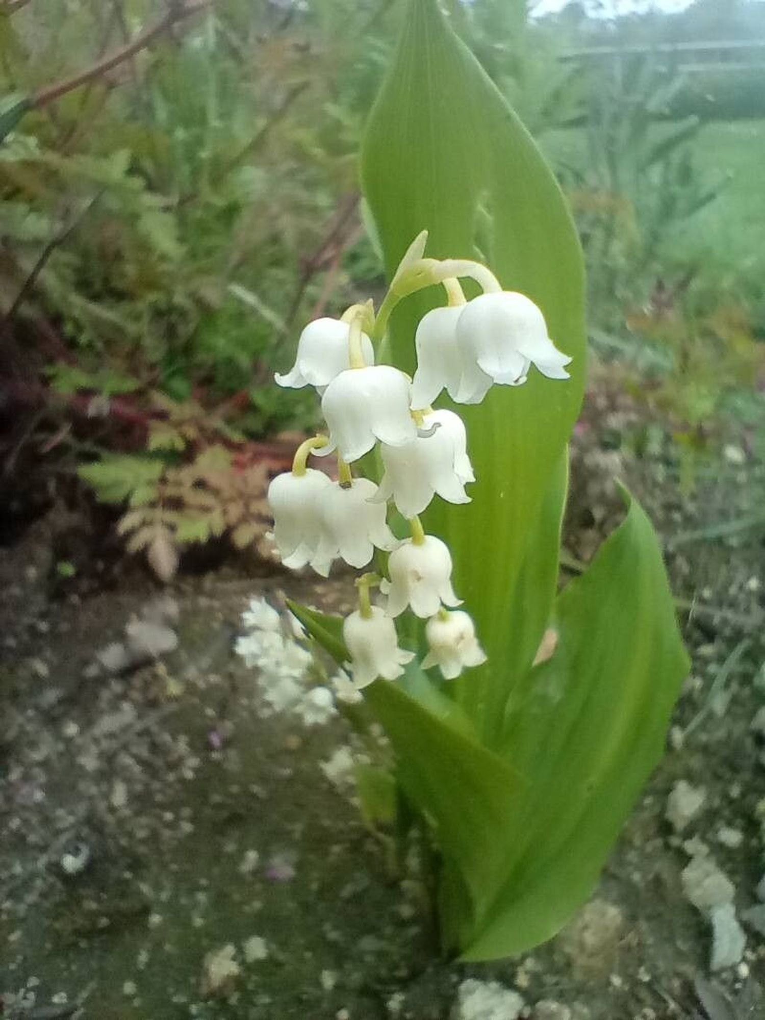 fleur - Michel 56 comme image exemple pour le résultat suivant: Pl@ntNet identifie (à 95.17%) Convallaria majalis (fam Asparagaceae) com. Muguet, Convallaria maialis, Gazon du Parnasse