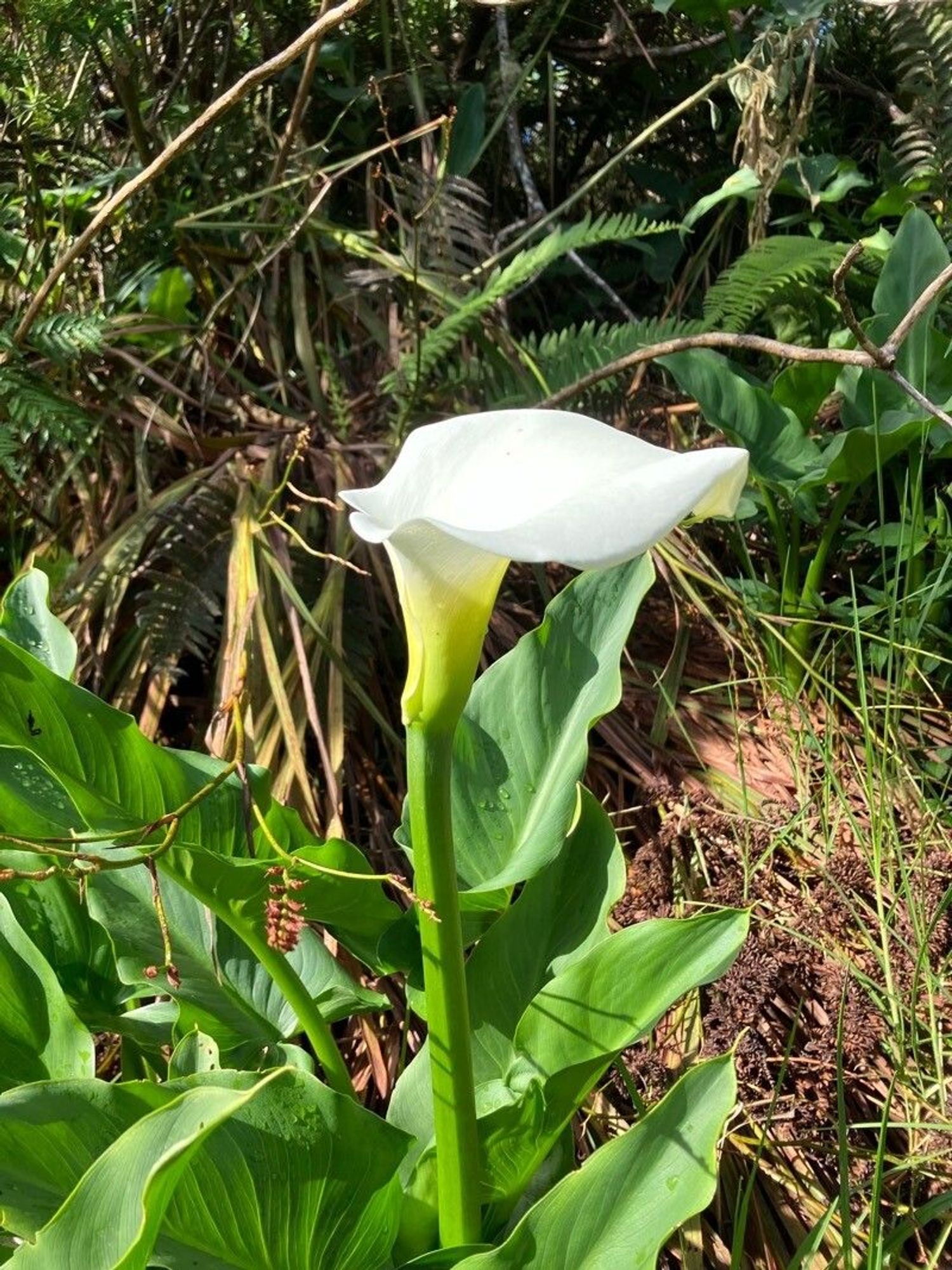 feuille - Patrick SIMON comme image exemple pour le résultat suivant: Pl@ntNet identifie (à 88.39%) Zantedeschia aethiopica (fam Araceae) com. Arum, Arum blanc, Calla