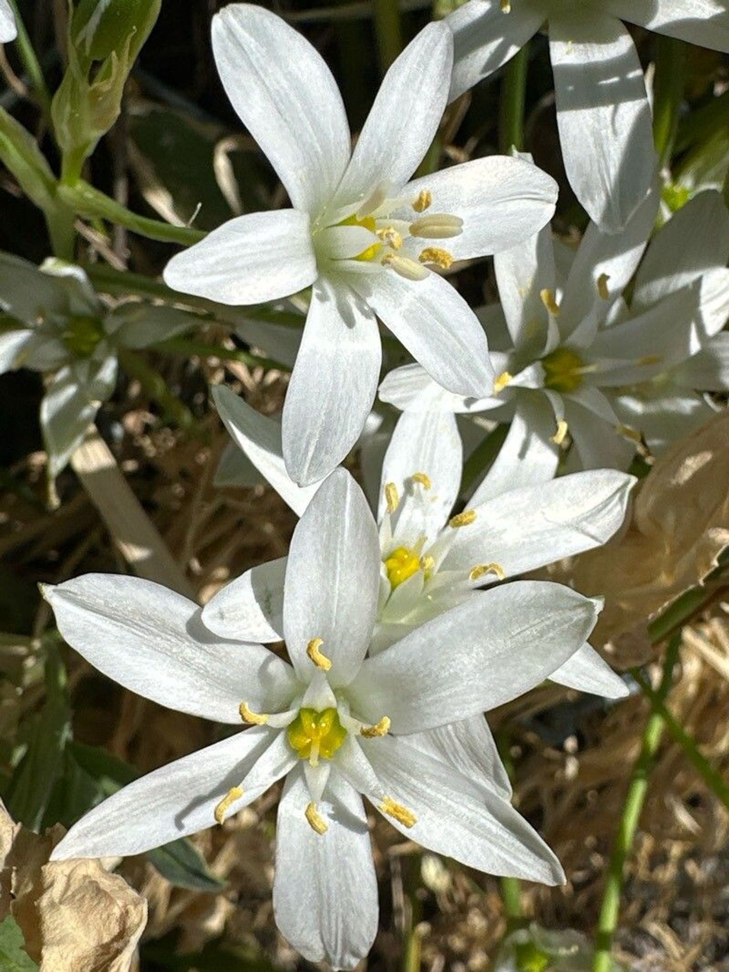 fleur - Jacques Zuber comme image exemple pour le résultat suivant: Pl@ntNet identifie (à 63.43%) Ornithogalum baeticum (fam Asparagaceae) com. Dame d’onze-heures, Ornithogale