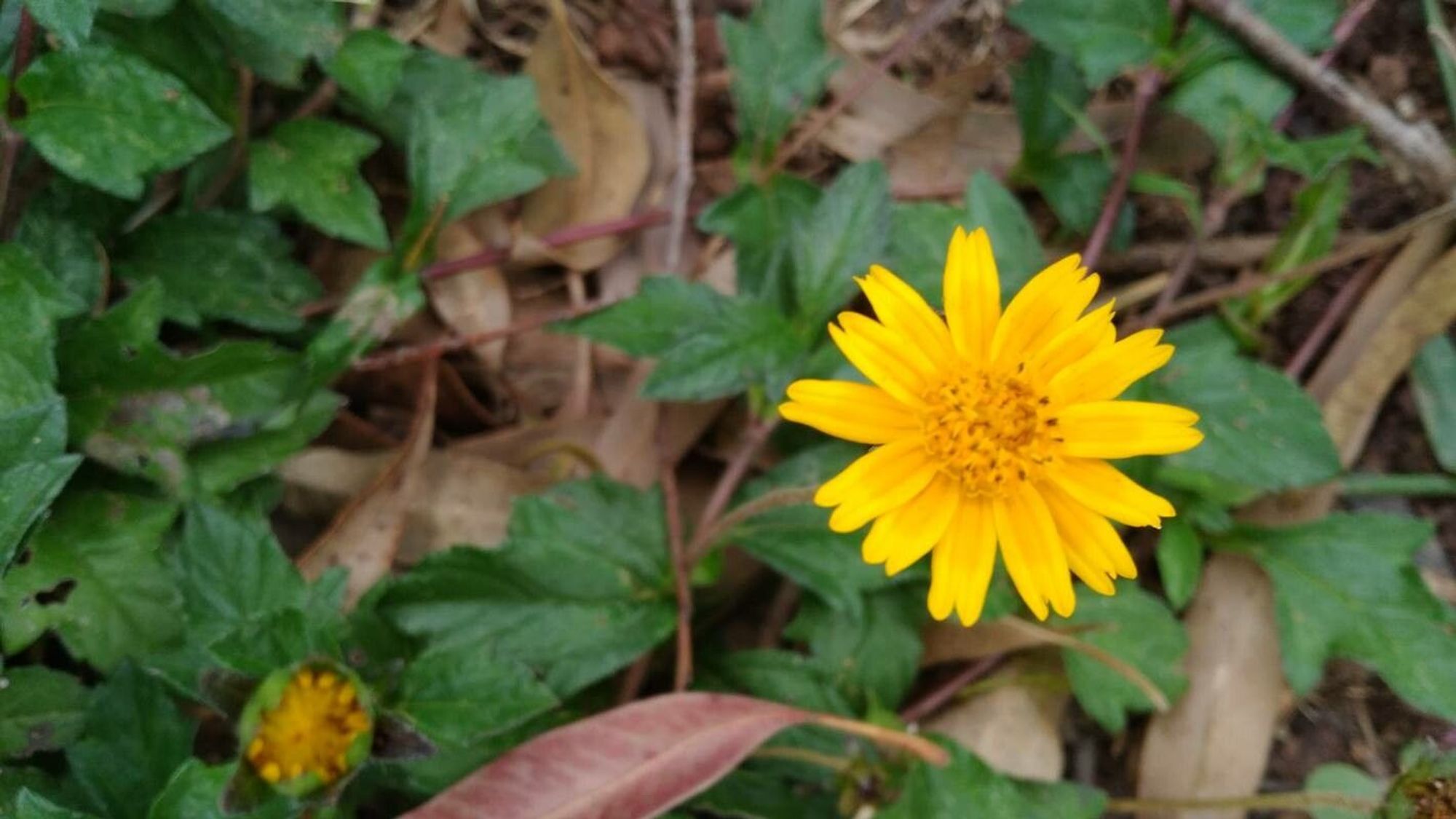 fleur - VanderEFM EFM comme image exemple pour le résultat suivant: Pl@ntNet identifie (à 90.57%) Sphagneticola trilobata (fam Asteraceae) com. Herbe-soleil, Patte à canard, Herbe à femme