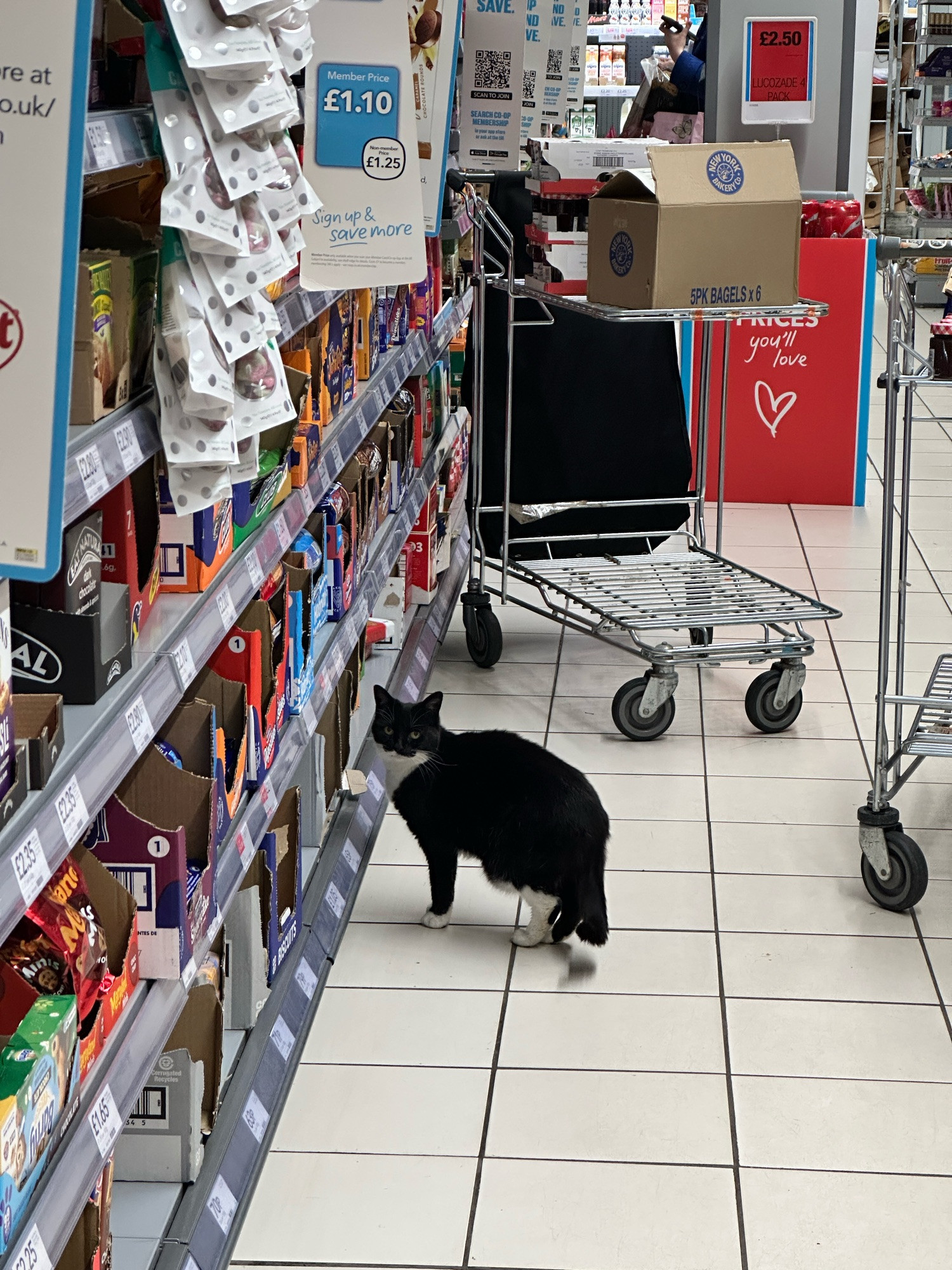 A cat inside a Co-Op supermarket in the UK