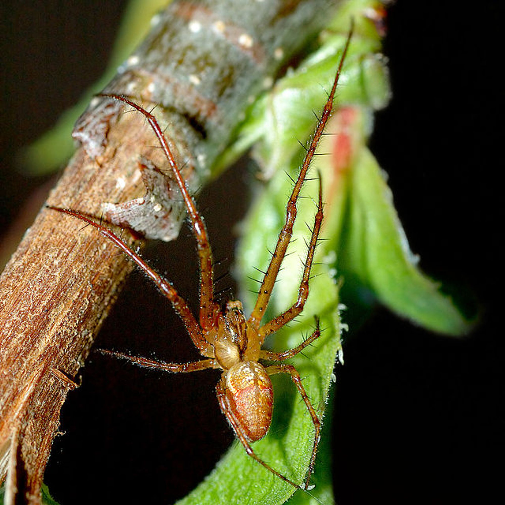 Cette araignée Metellina mengei mesure environ 5mm (20mm avec ses jambes).