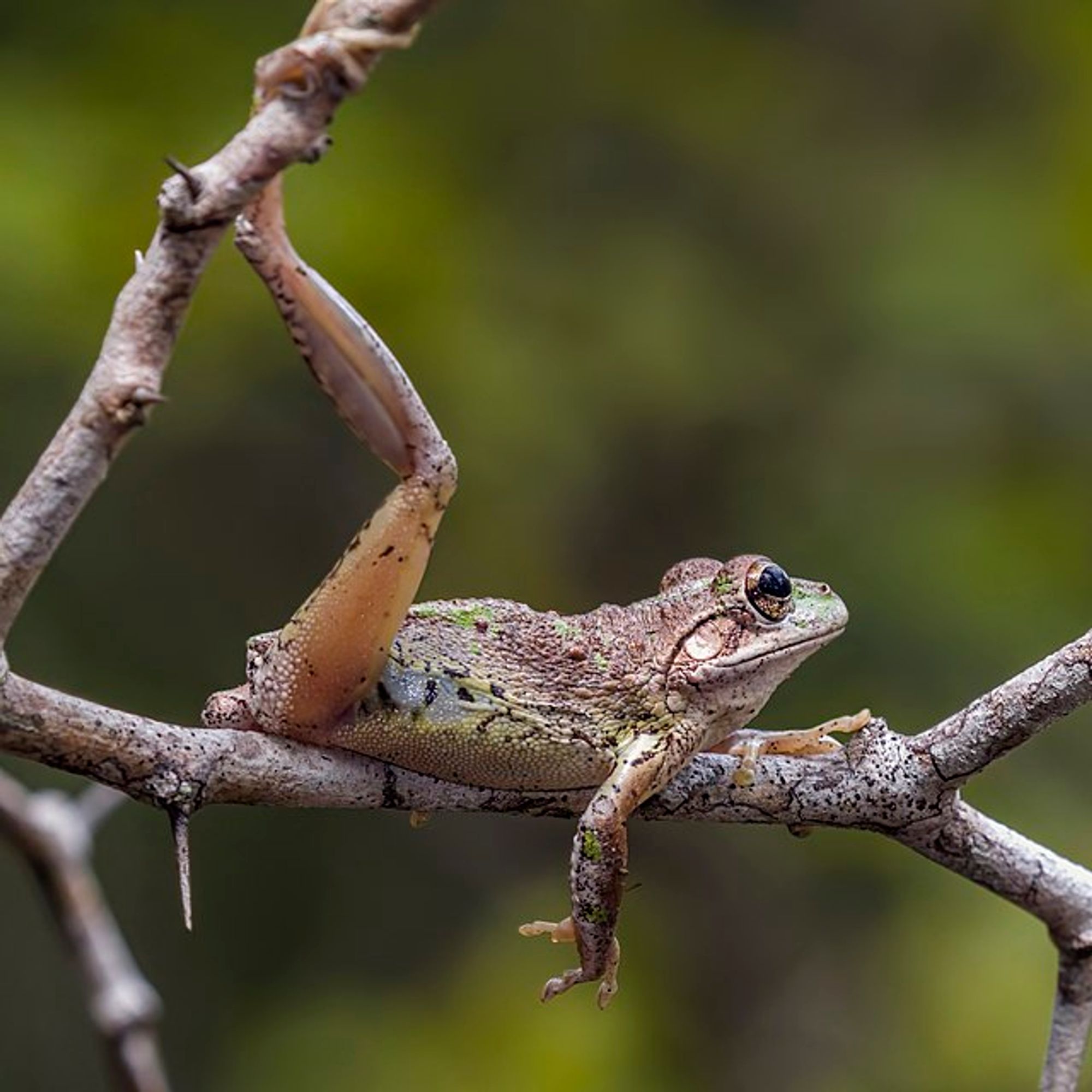 Une rainette de Cuba (Osteopilus septentrionalis) photographiée sur l'île de Grand Cayman (îles Caïmans).