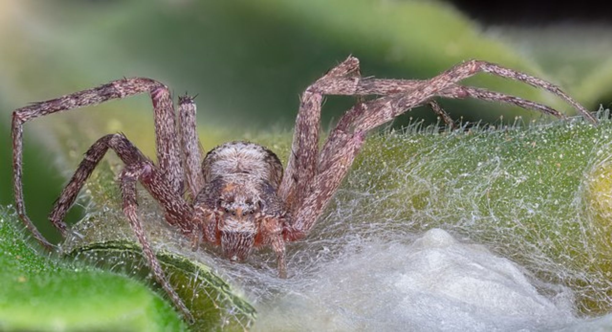 Femelle Philodromus aureolus avec ses oeufs dans un cocon, dans la forêt Hartelholz (Allemagne). Cet individu mesure 6mm.