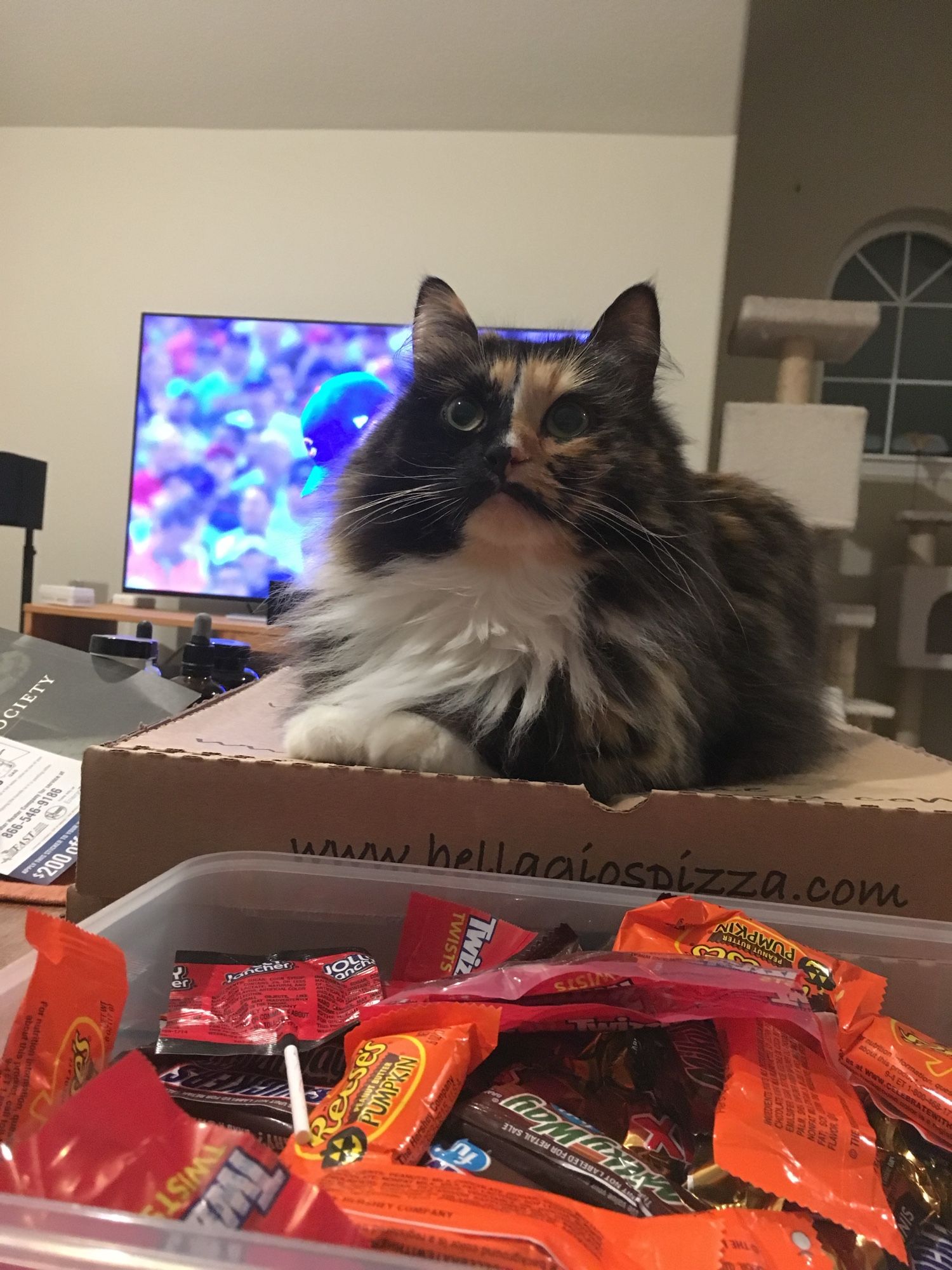 A picture of a long-haired torbie cat with a white ruff sitting on top of a pizza box staring just above the camera very interested like there might be a bug there. In the background is something colorful and fuzzy on a tv and a cat tree.  The foreground is a bin of halloween candy, mostly twizzlers, pb cups, and Milkyway.