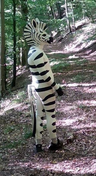 Latexzebra im sonnigem herbstlichem Wald
Latex zebra in the forest on a sunny fall day