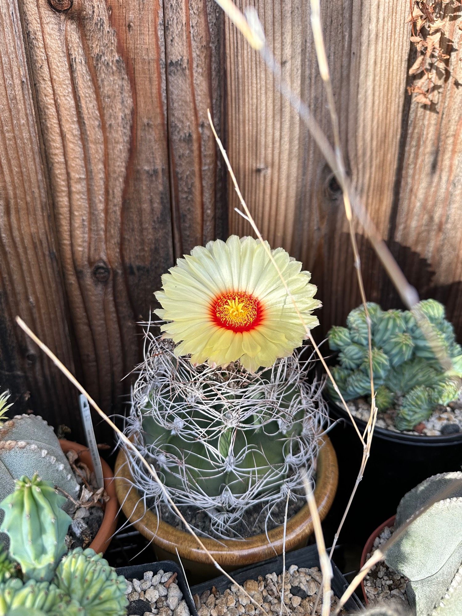 Flowering Astrophytum capricorne (single large light yellow flower with red center)