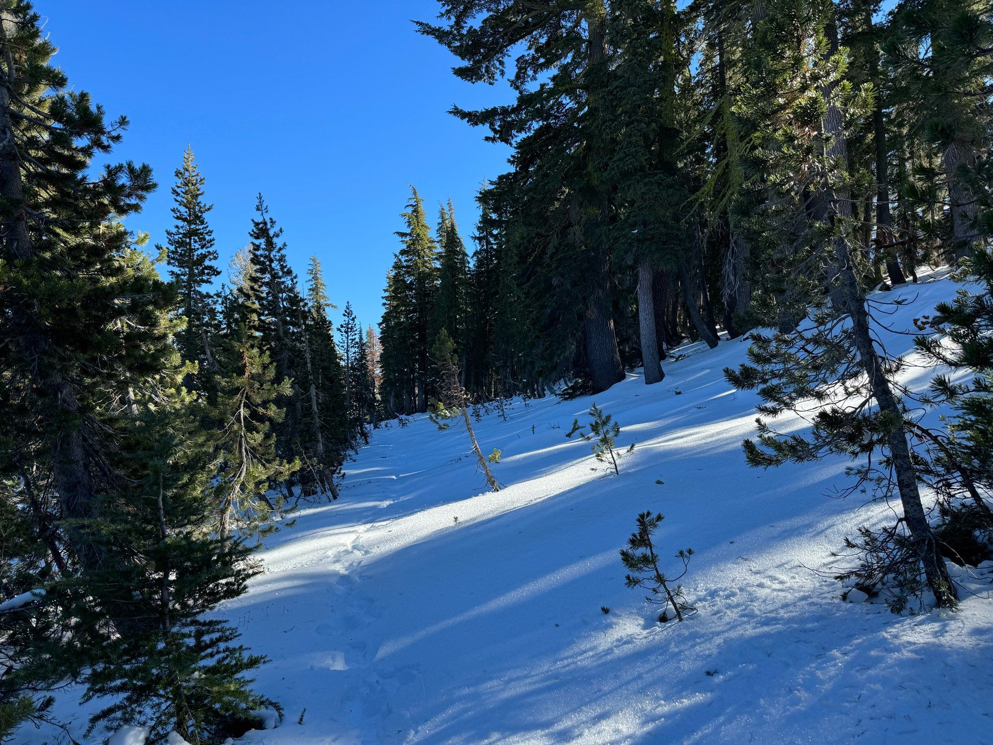 Path through the woods, completely covered by snow, with just footprints visible