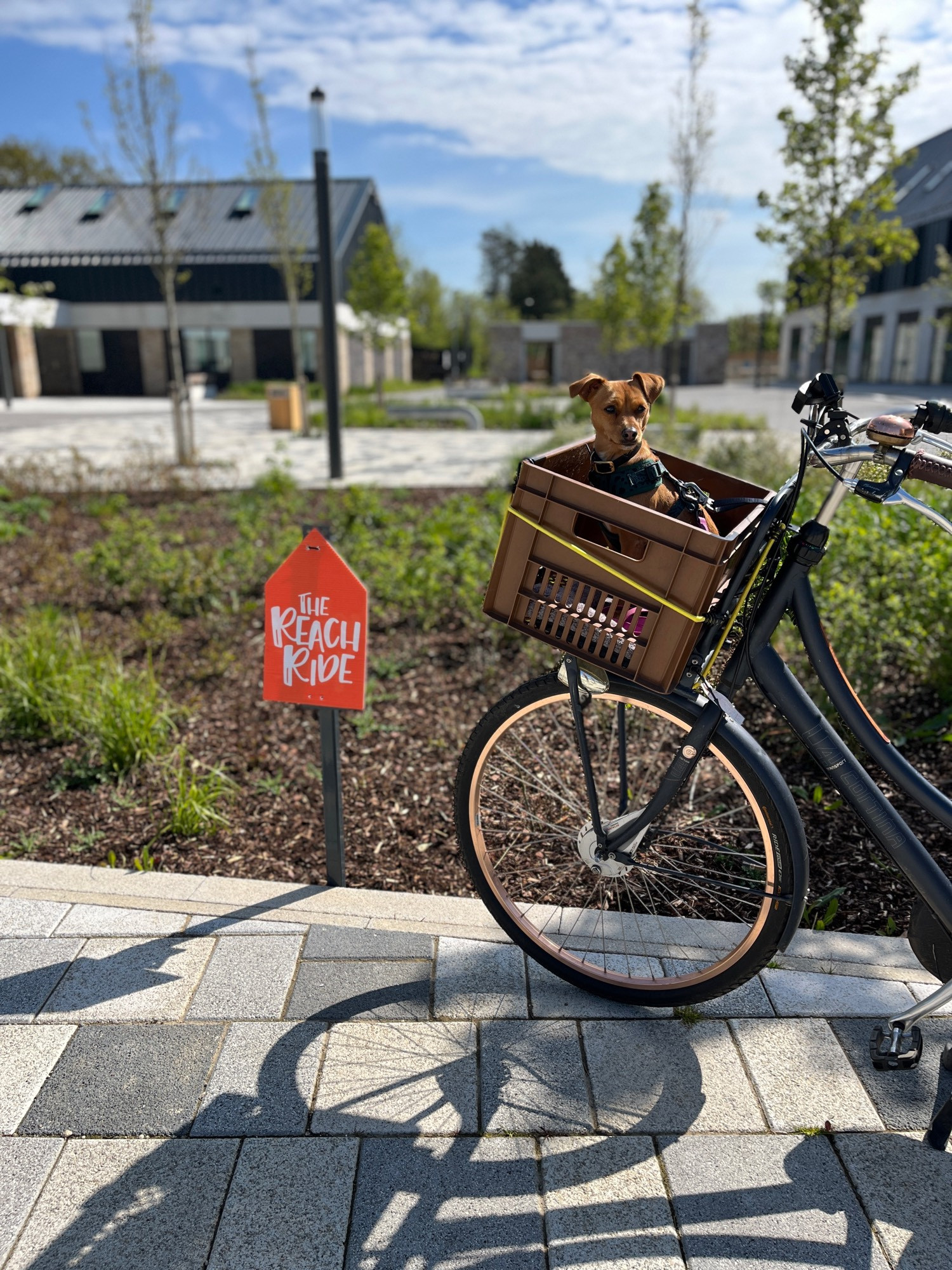 A cute little dog in a crate on a bicycle next to a ‘Reach Ride’ sign.