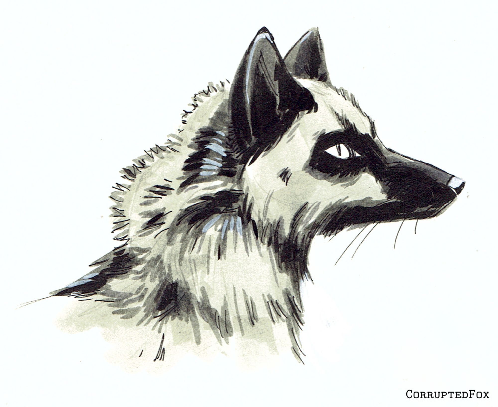 A head shot study of a silver fox. 