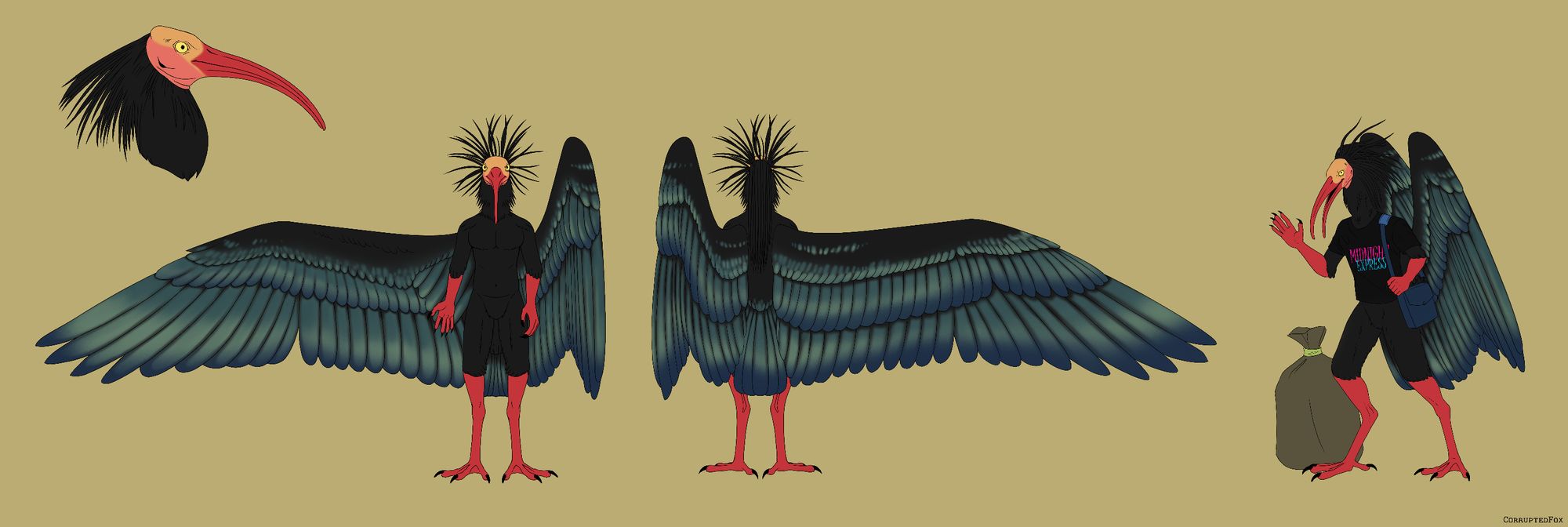 A reference sheet featuring three full bodies and a headshot of an anthropomorphic northern bald ibis. Digitally drawn.