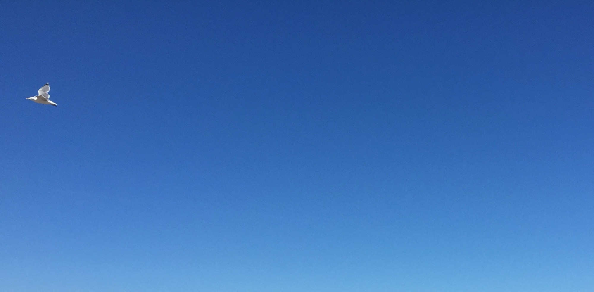 A totally clear, deep blue sky, with a single gull in full flight, just going off the left-hand of the photo 